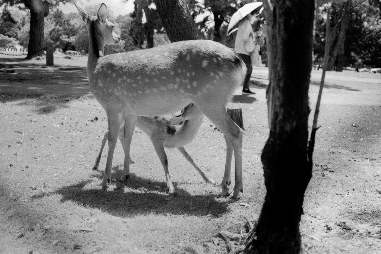 Leica M2 | HR50 50Scanned with epson V800Home developed in HR-DEV 1+49 | 4:52@32C | Tank