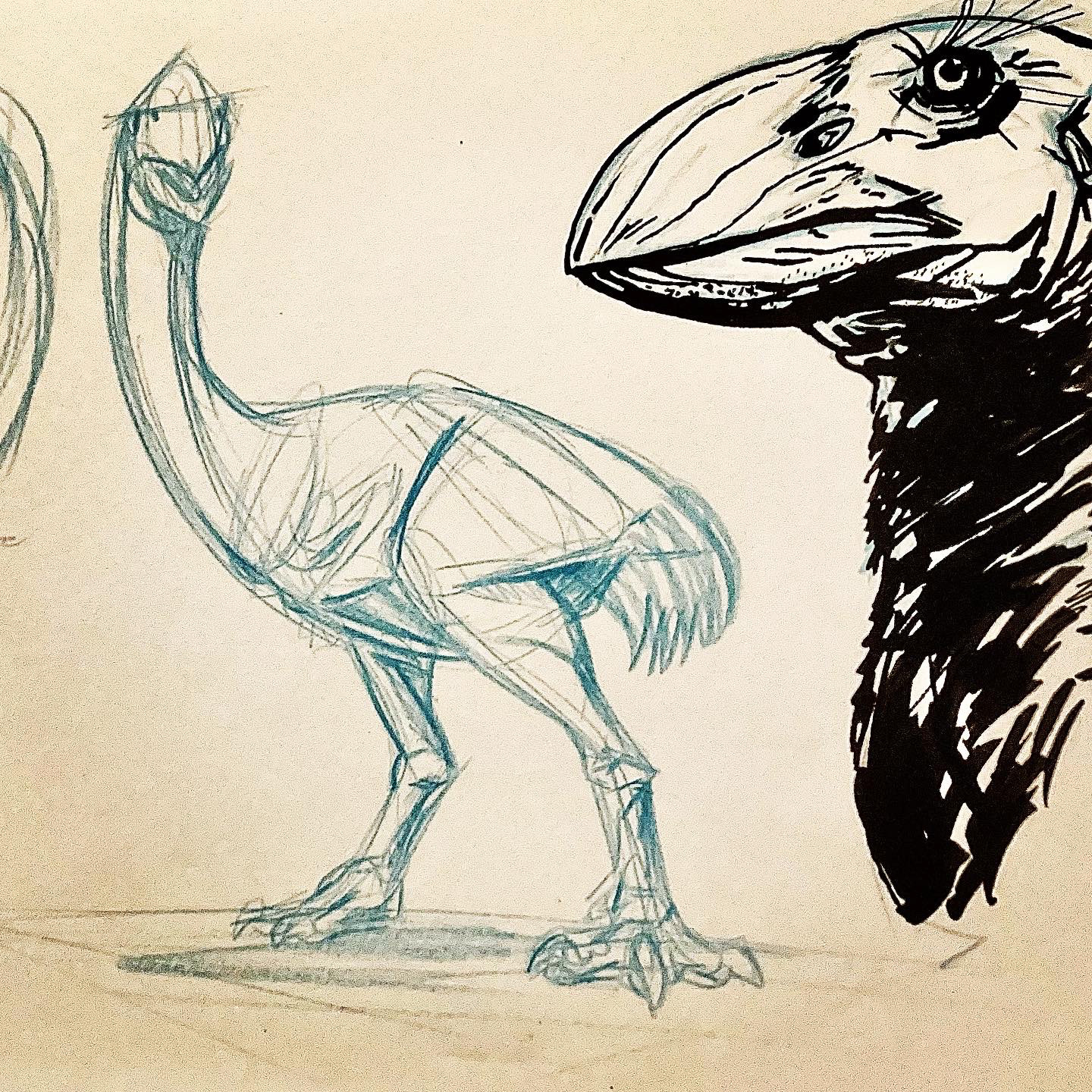 AVIAN STUDIES 2