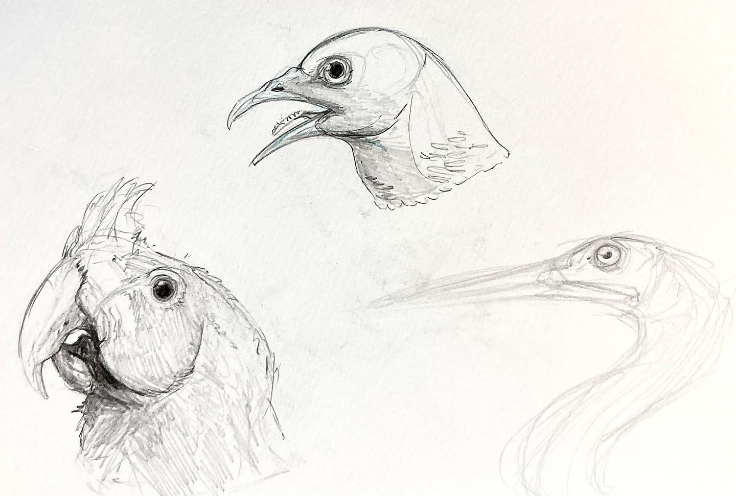 AVIAN STUDIES 1