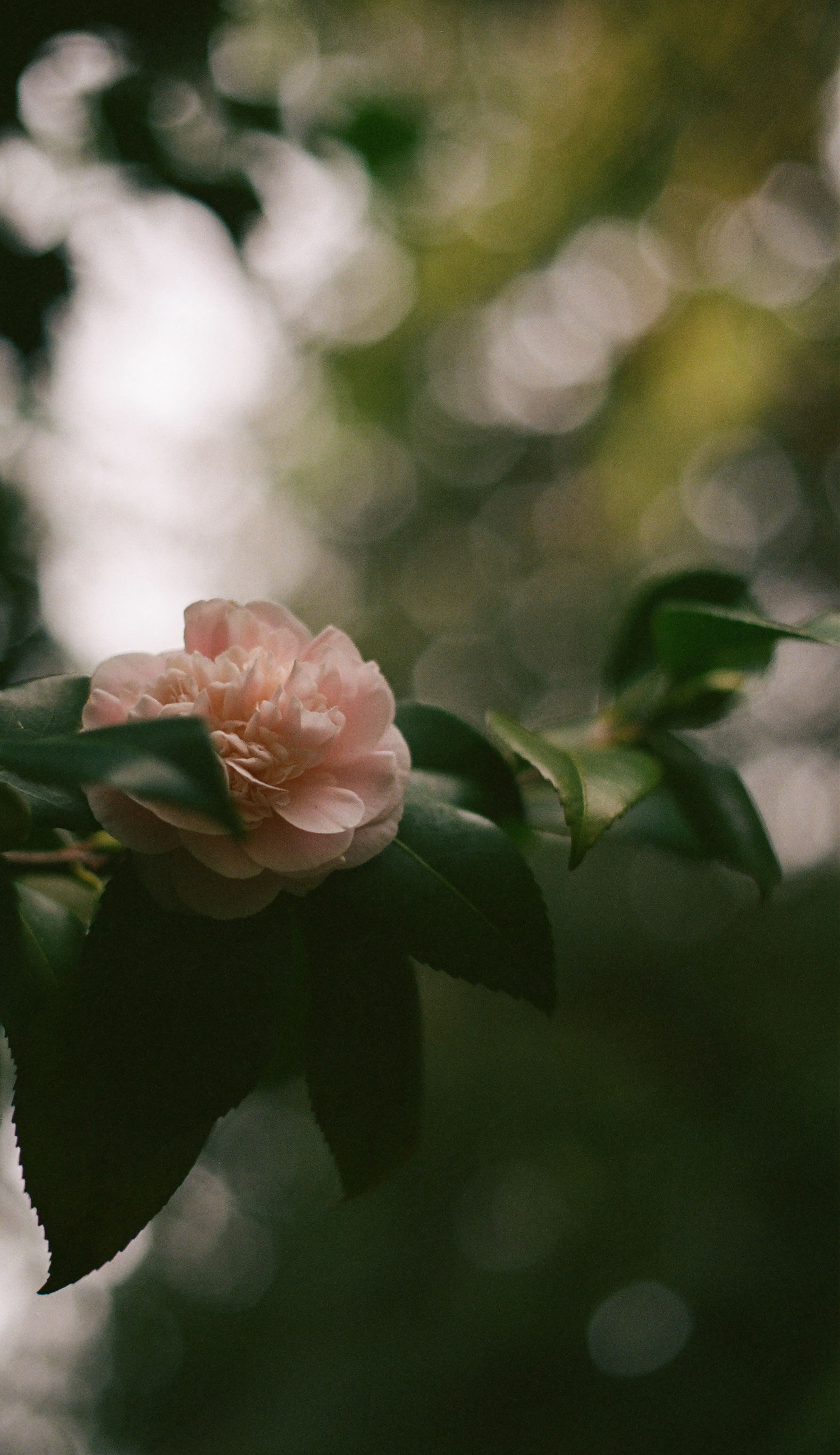 Shot on Olympus OM-2 + 50mm f/3.5 Macro, Kodak Portra 400, 2025-03-22