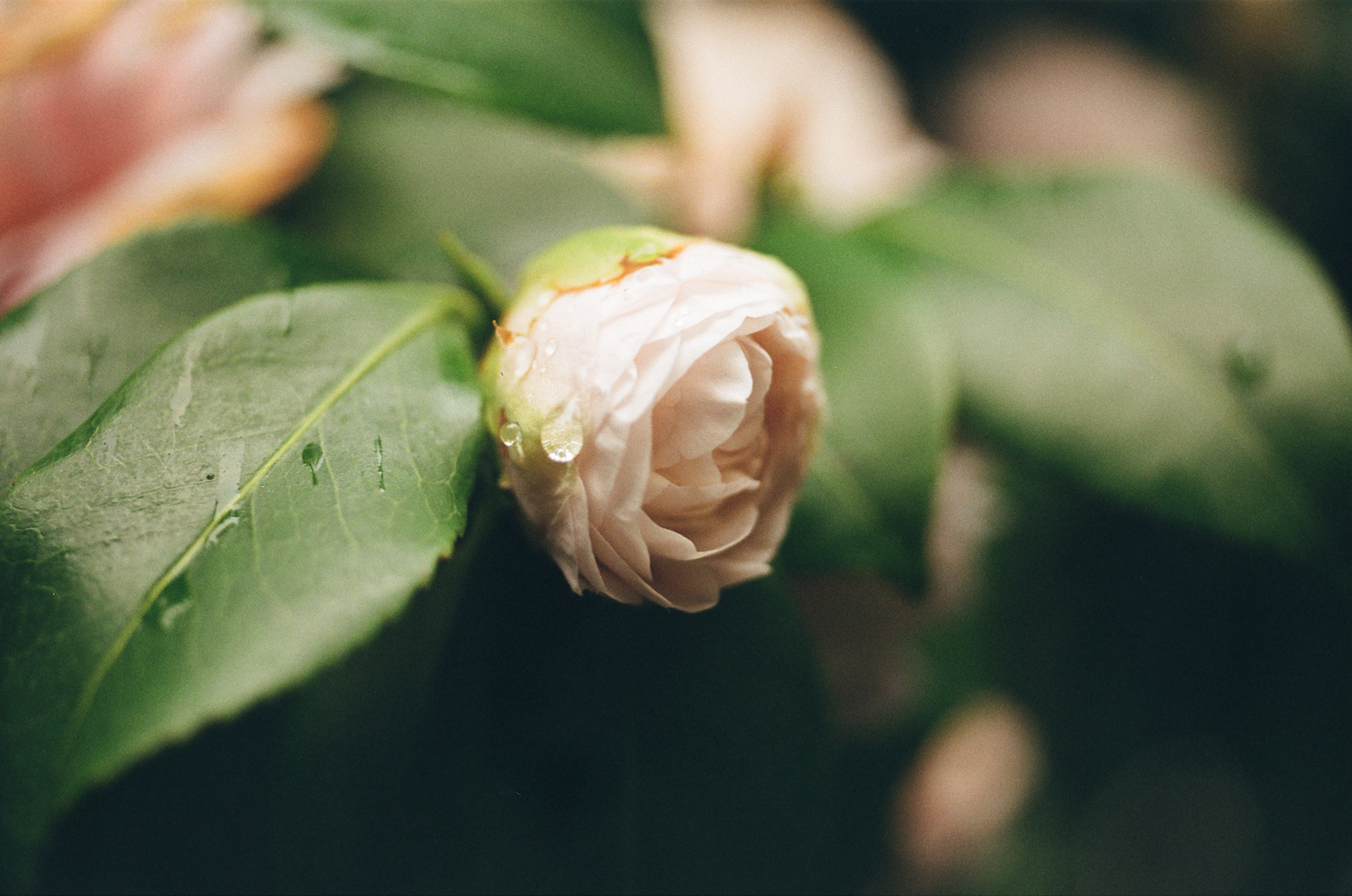 Kodak Gold 200, Micro-Nikkor 55mm f/2.8, February 2025