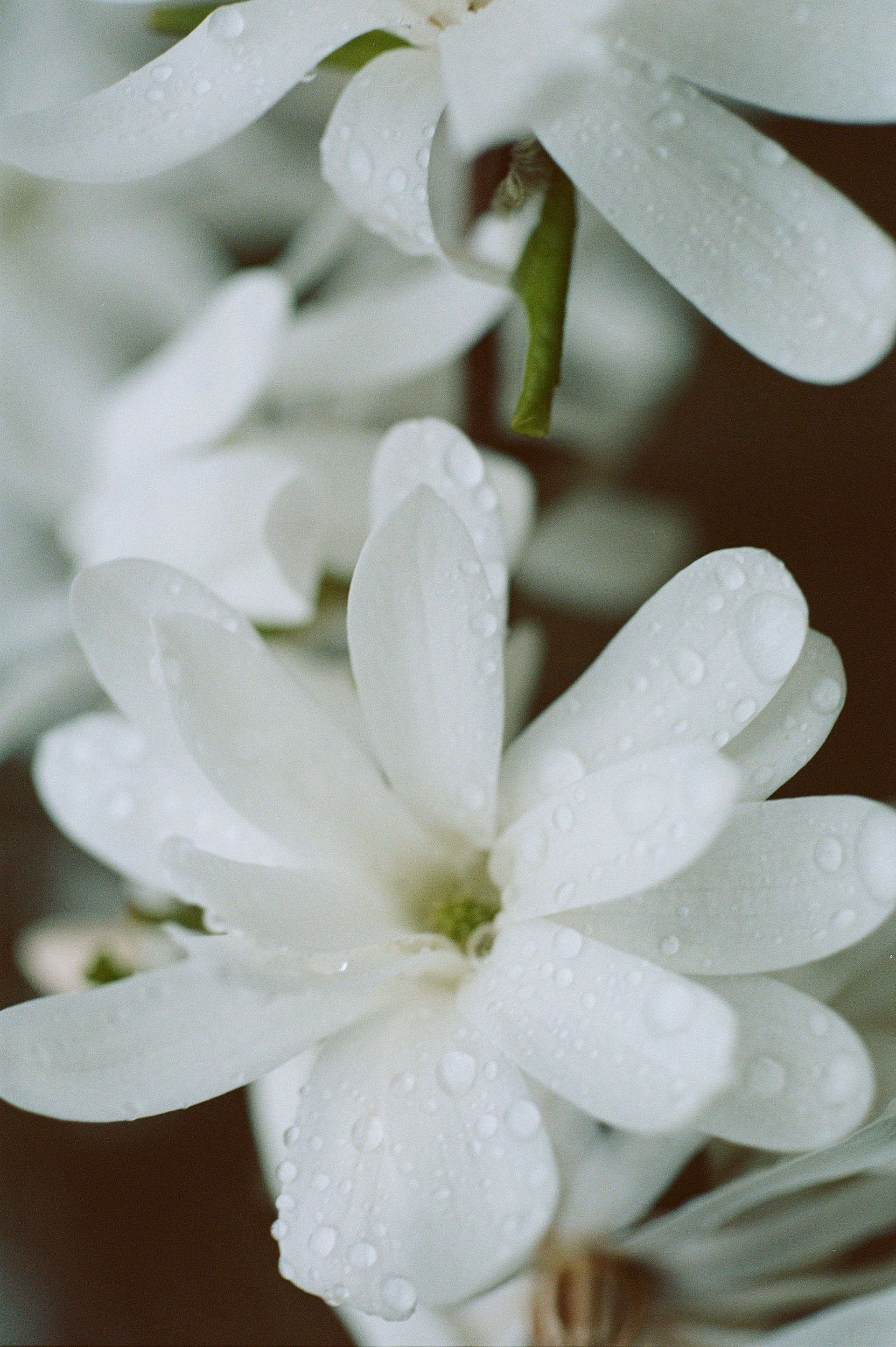 Shot on Kodak Portra 160