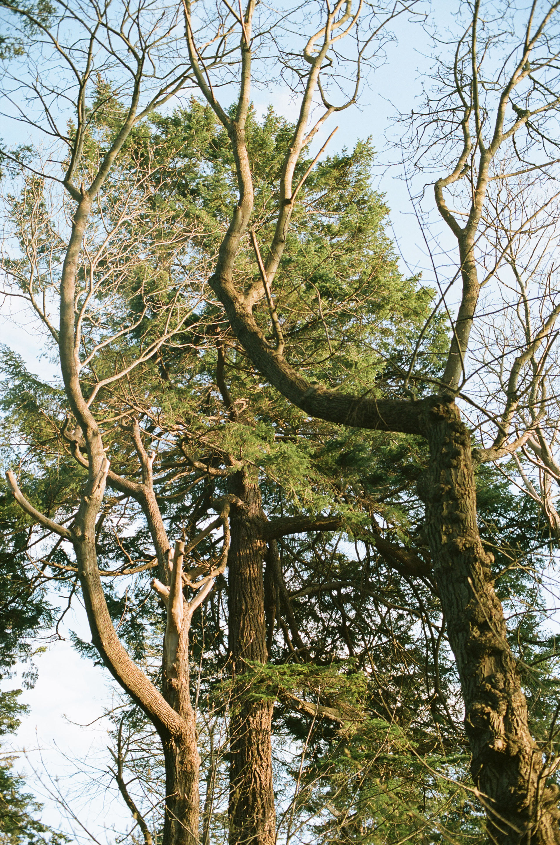 Nikkor 50mm f/1.2, Kodak Portra 160, 2025-03-30