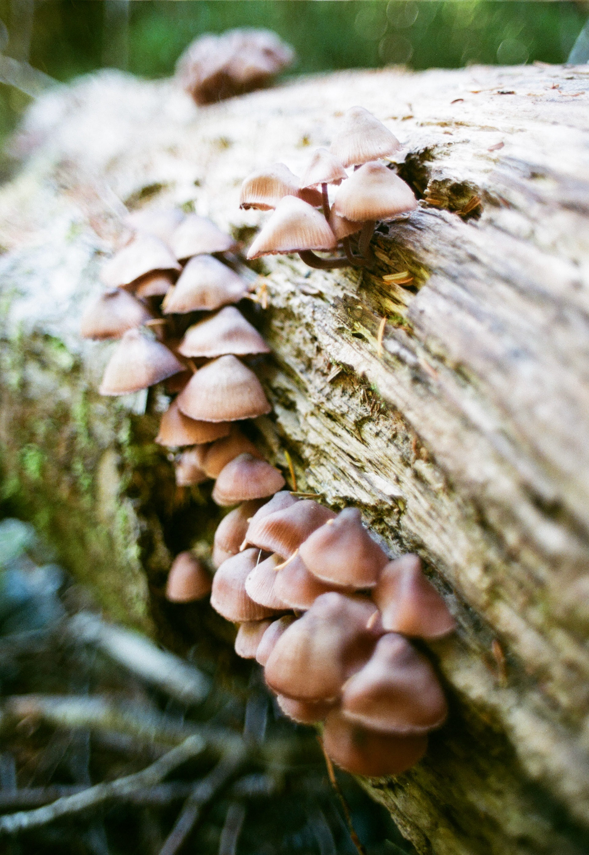 August 2023, Real Fujifilm 400, Zuiko Glass