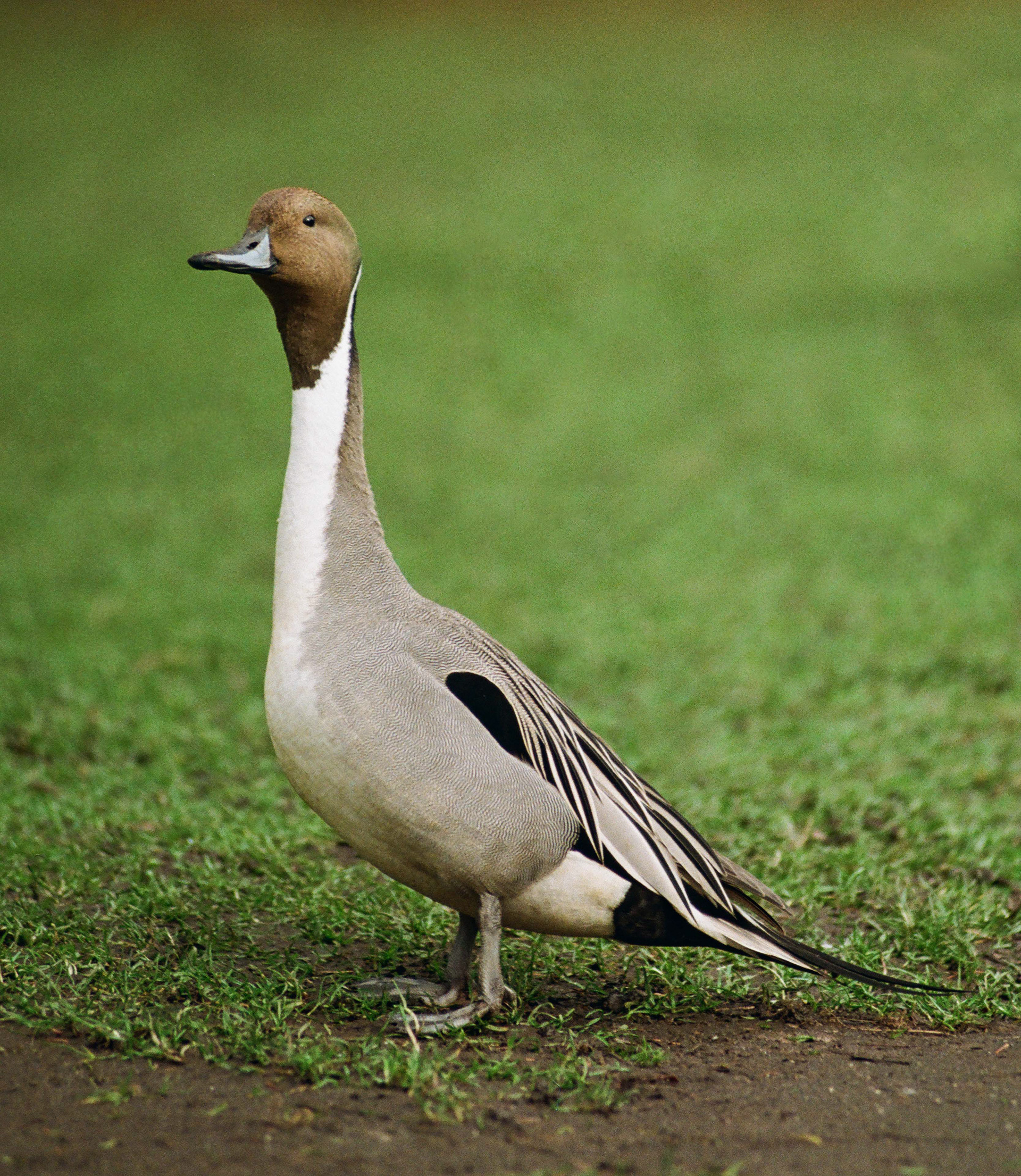 Mr. Pintail. Nikkor 80-200mm f/2.8 ED, Kodak Portra 400, 2025-03-10