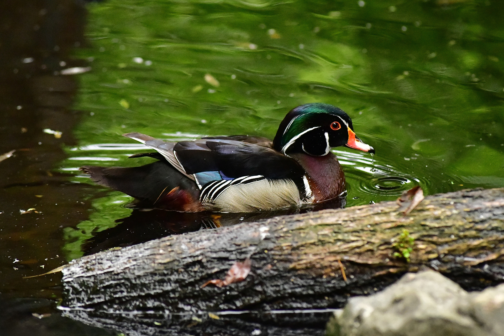 Nikon D850 + Zoom Micro-Nikkor 70-180mm f/4.5 ED, June 2025