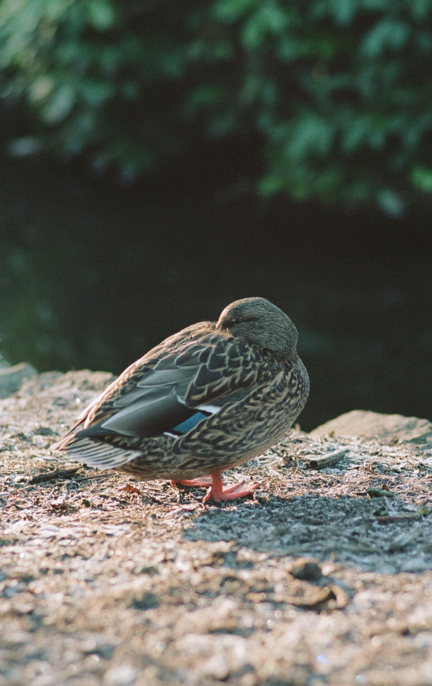 Kodak Portra 160, Nikkor 180mm f/2.8 ED, February 2025
