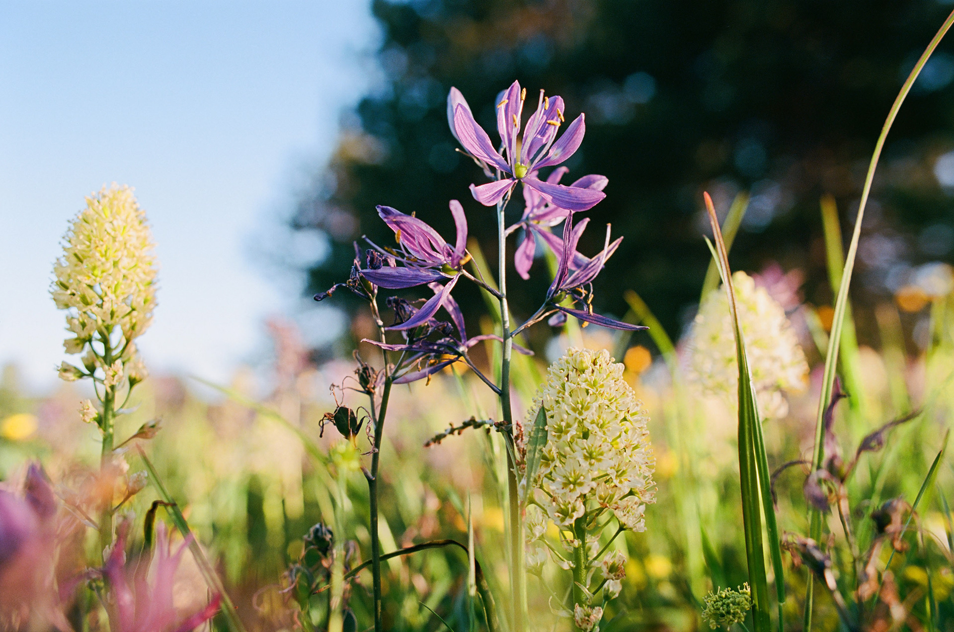Shot on Kodak Ektar 100