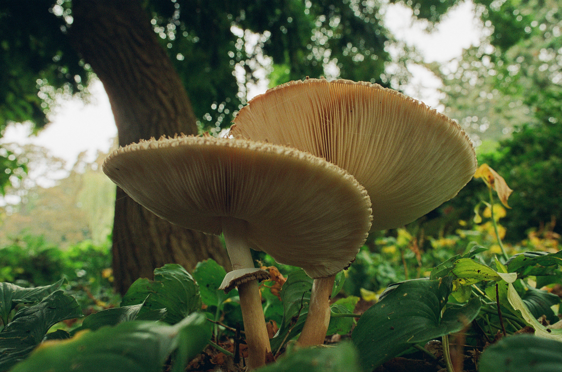 XX - Double Exposure, Portra 800, October 2024