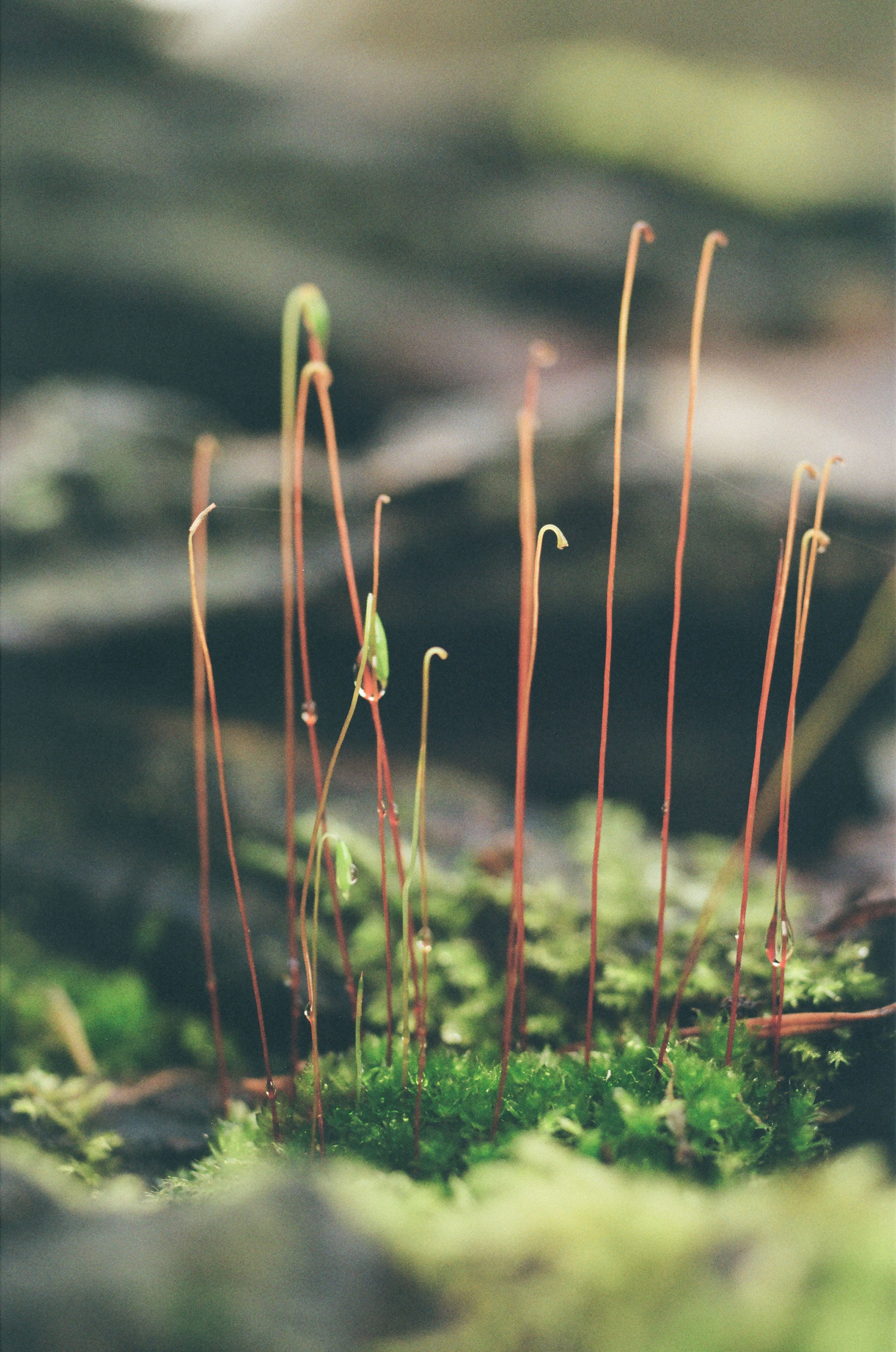 Micro-Nikkor 55mm f/2.8, Kodak Gold 200, February 2025