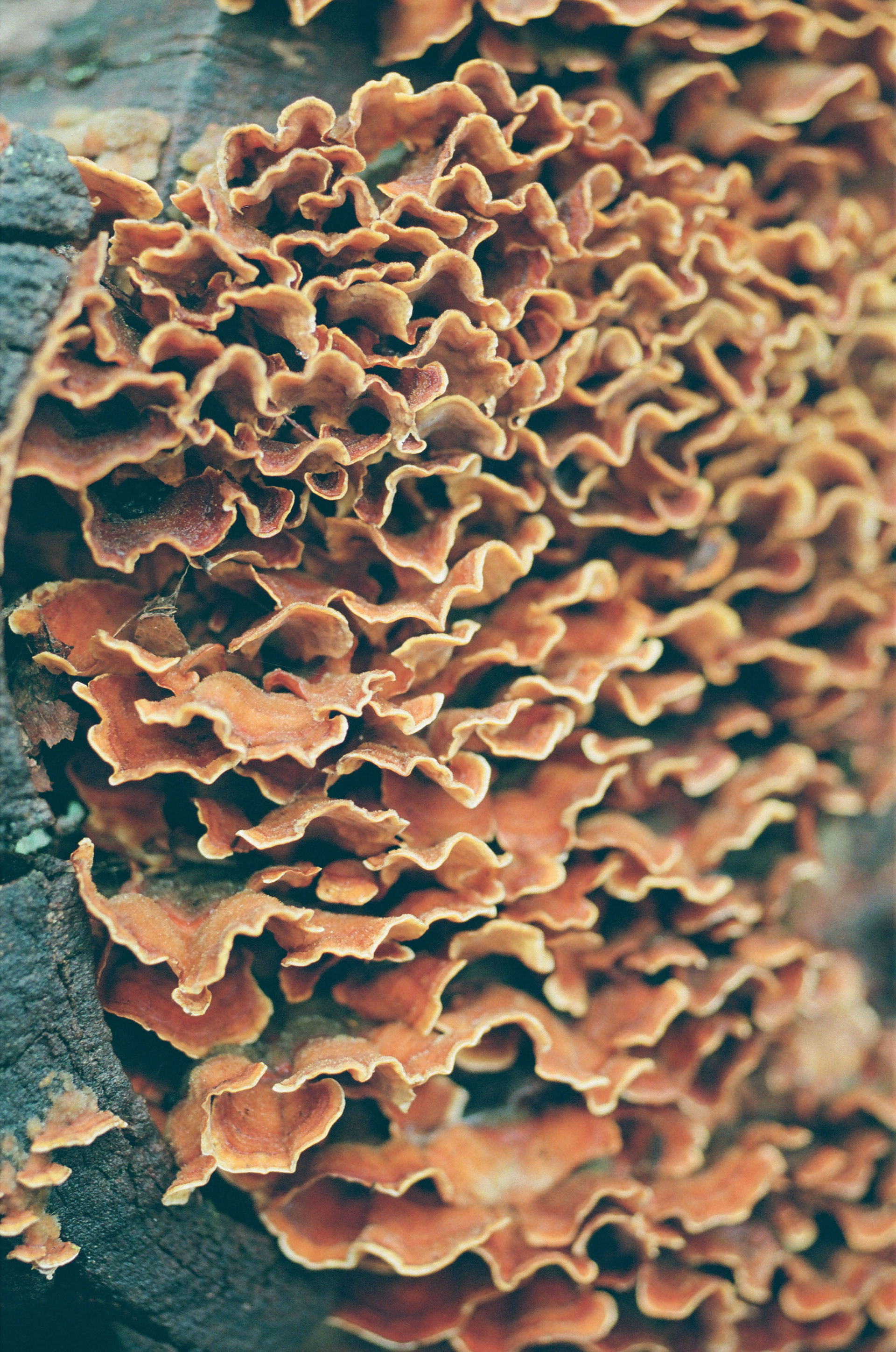 Micro-Nikkor 55mm f/2.8, FlicFilm Aurora 400, 2025-03-16