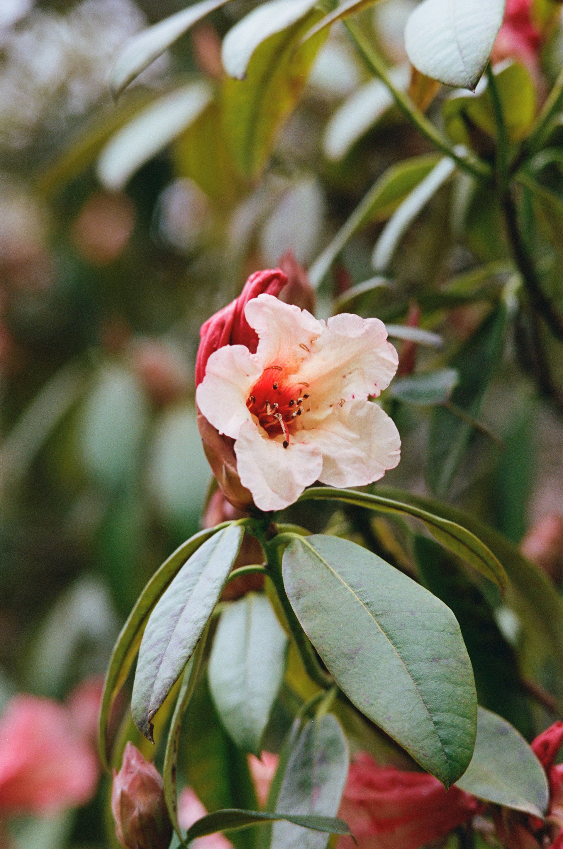 Shot on Kodak Portra 400