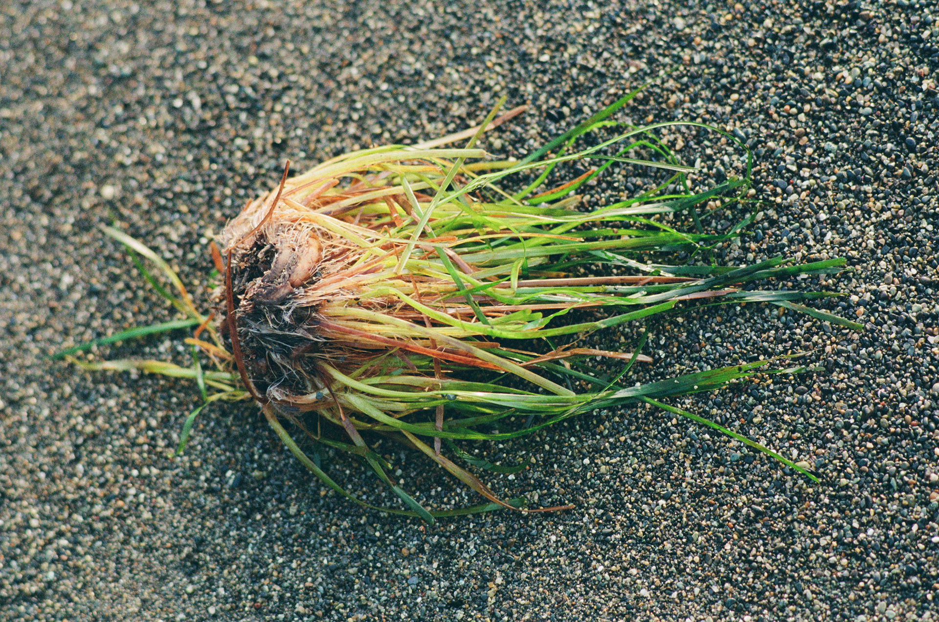 December 2024, FlicFilm Steet Savvy 400