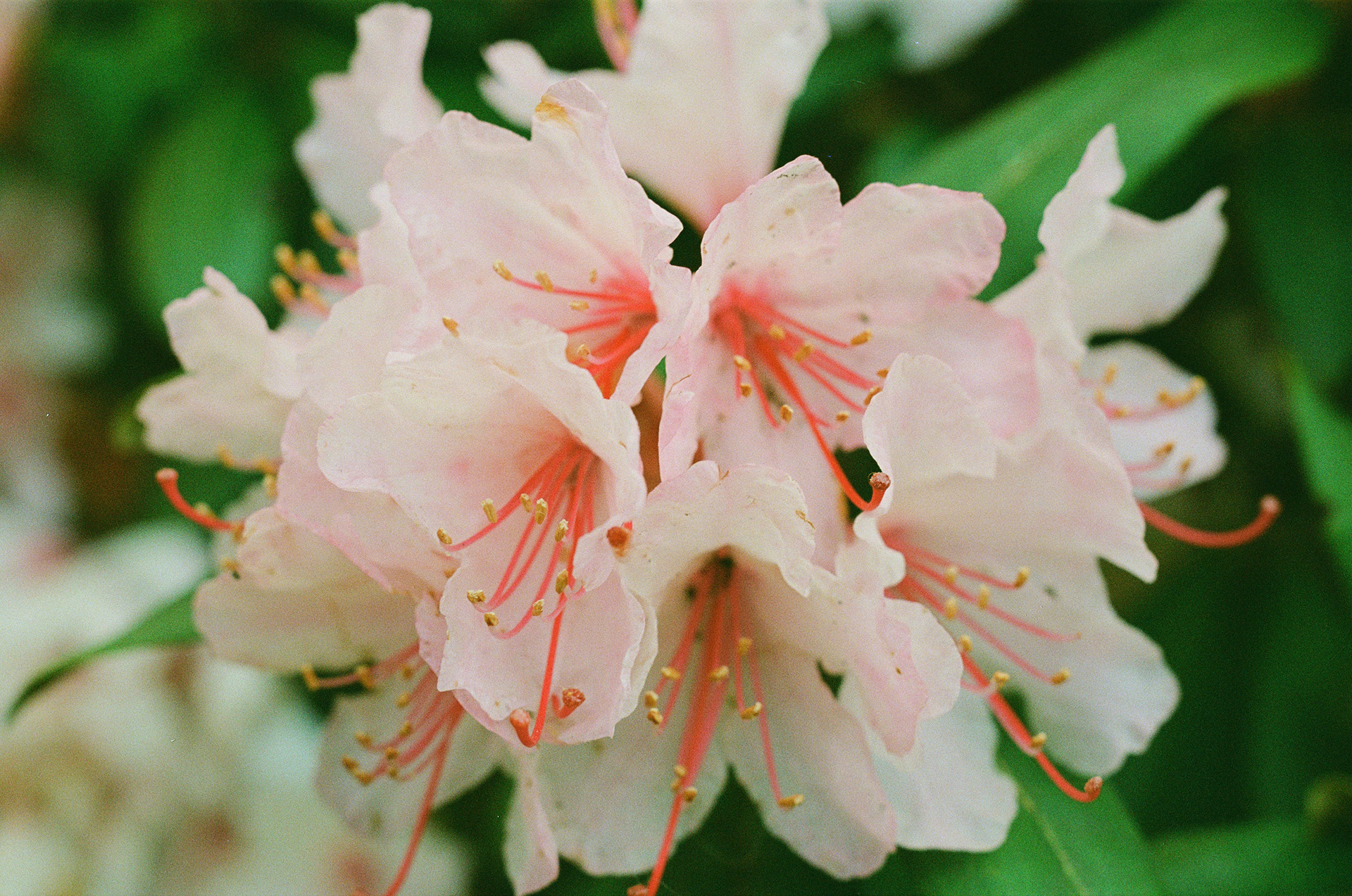 Shot on Kodak/Fuji 400