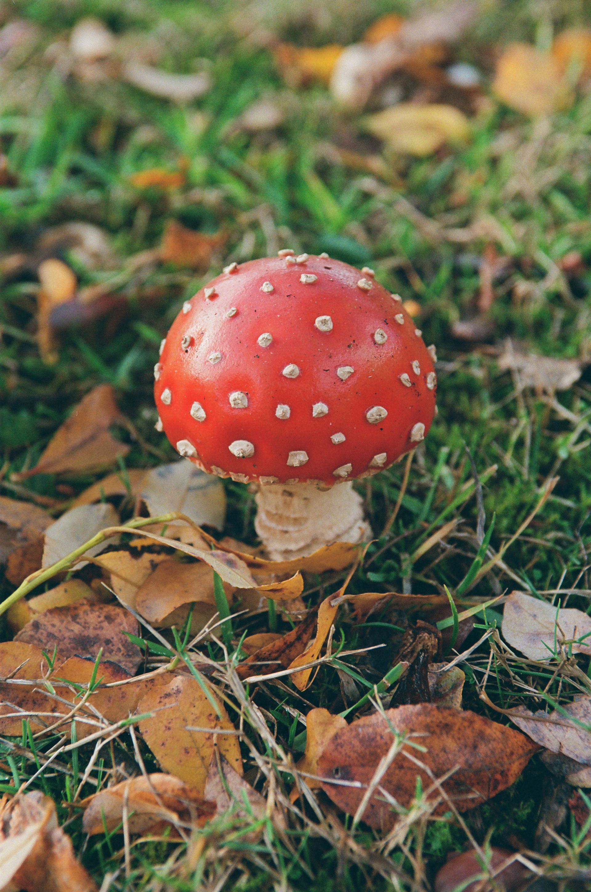  Baby Amanita Muscaria (Soma),December 2024,  Flic Film's "Street Savvy 400", Nikkor Glass
