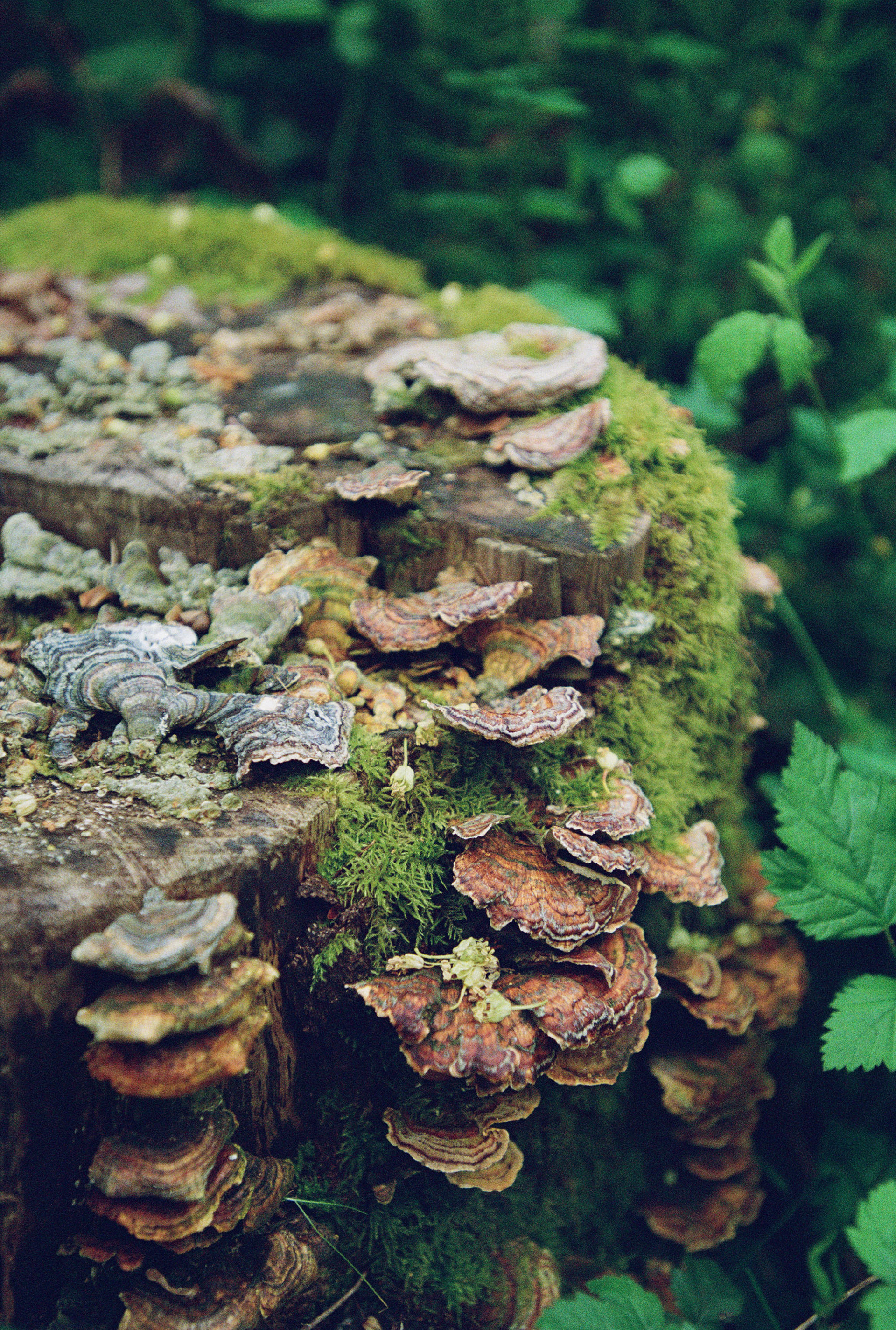 Turkey Tails, Flic Film "Aurora 800", Late Summer 2024