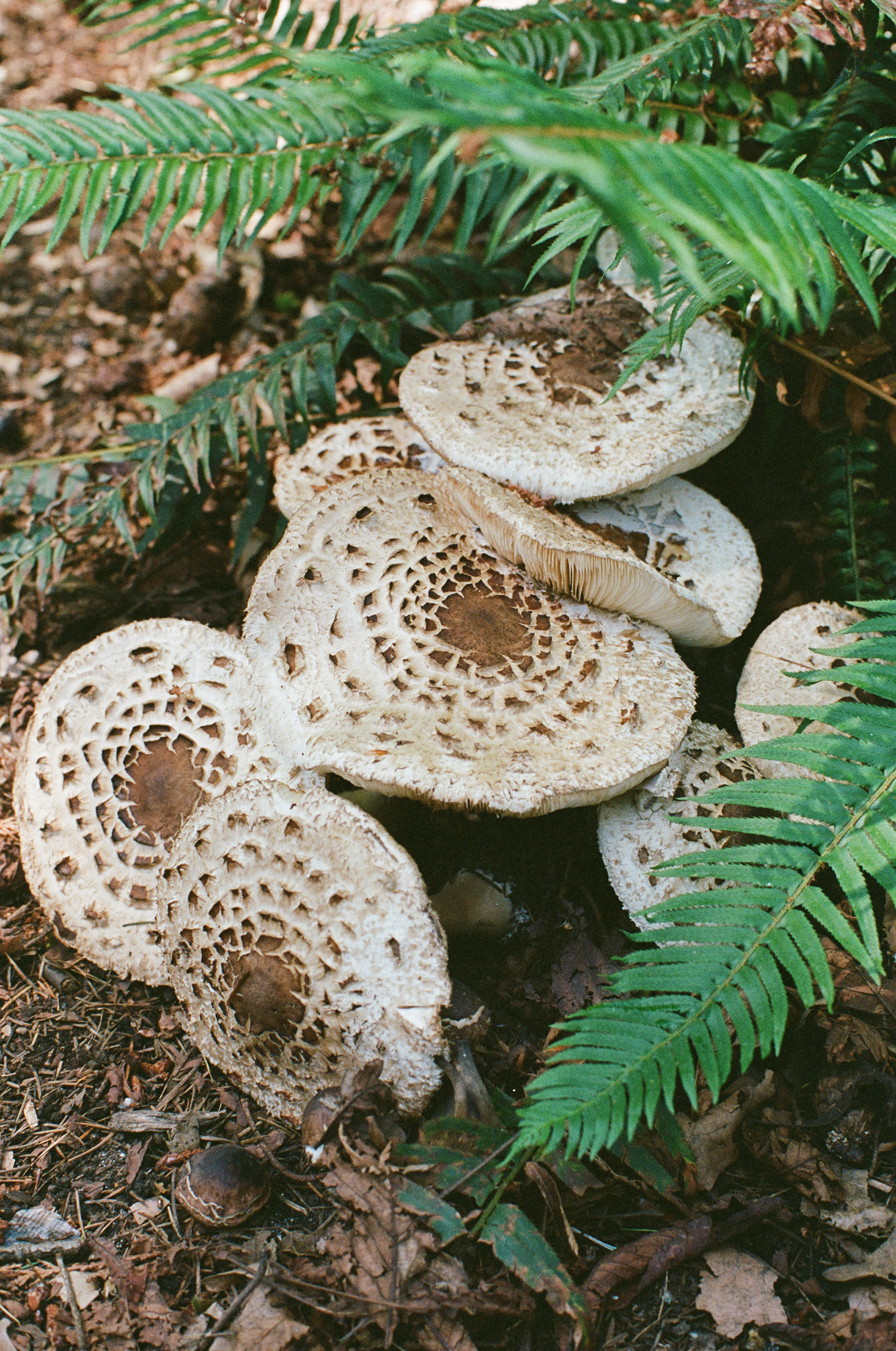 June 2024, Portra 400