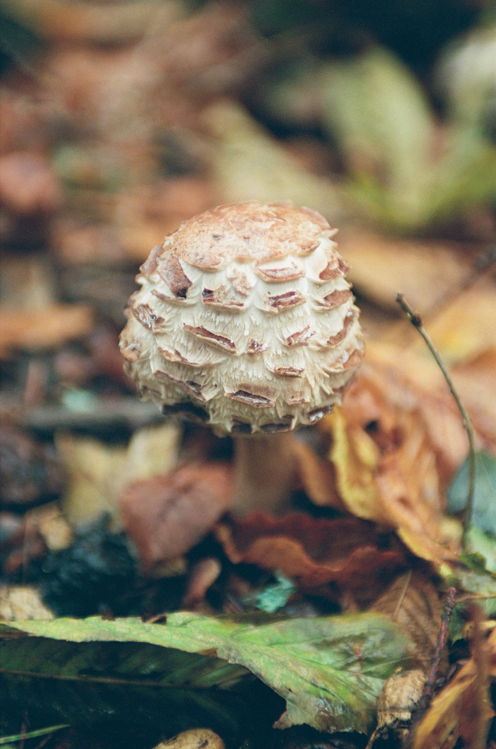 XX - Very Wet Mushroom, FlicFilm Aurora 800, Nikkor 28-70mm f/2.8 ED