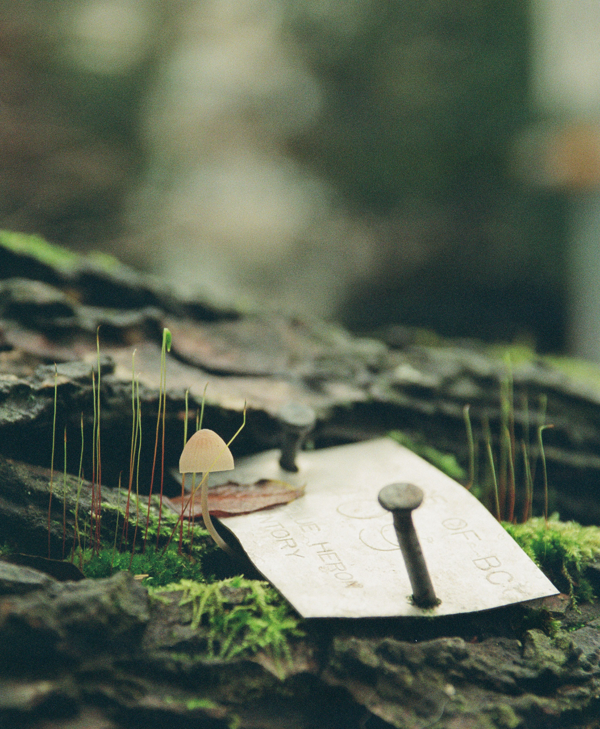 Kodak Portra 800, December 2024