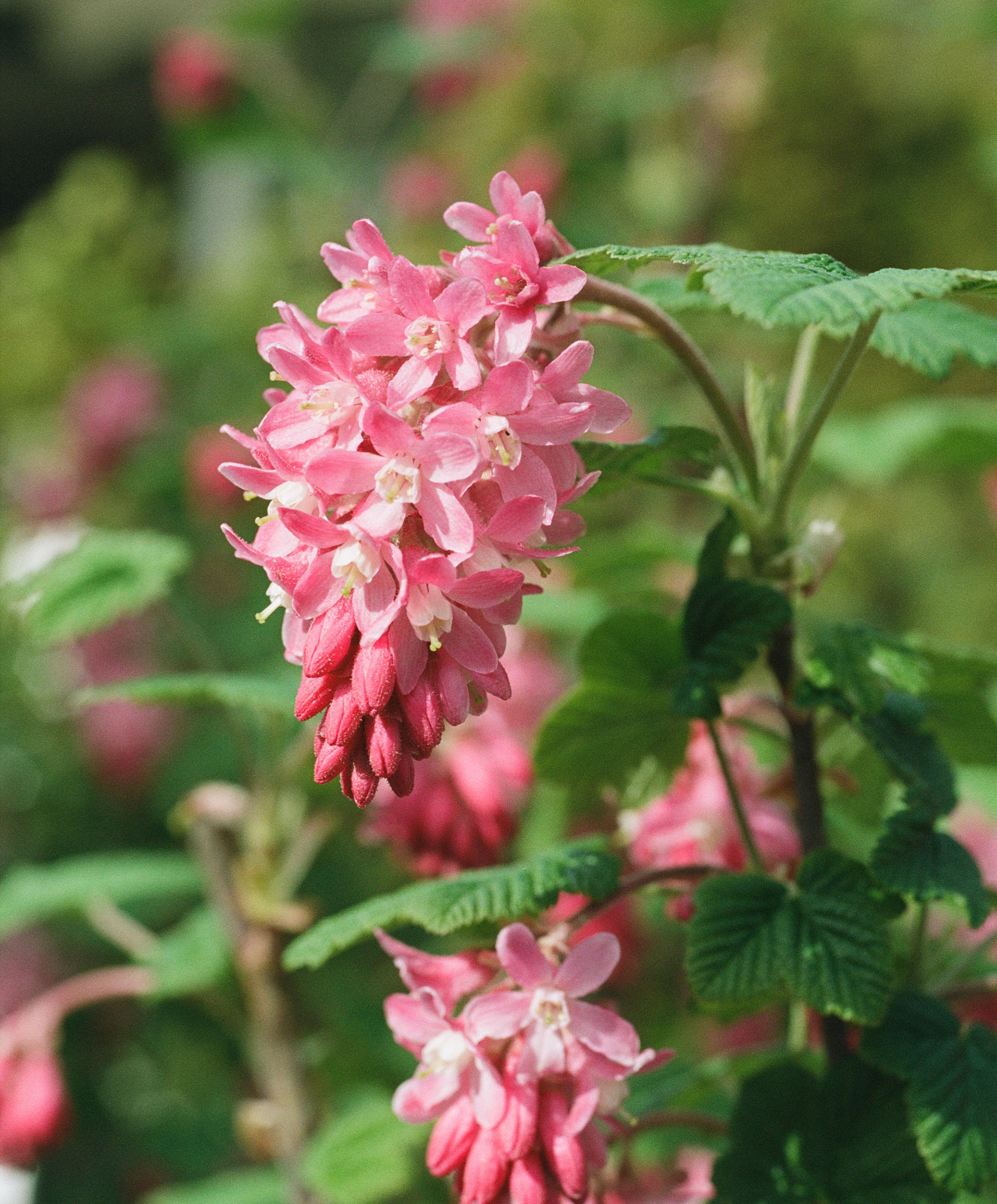 Shot on Kodak Portra 160