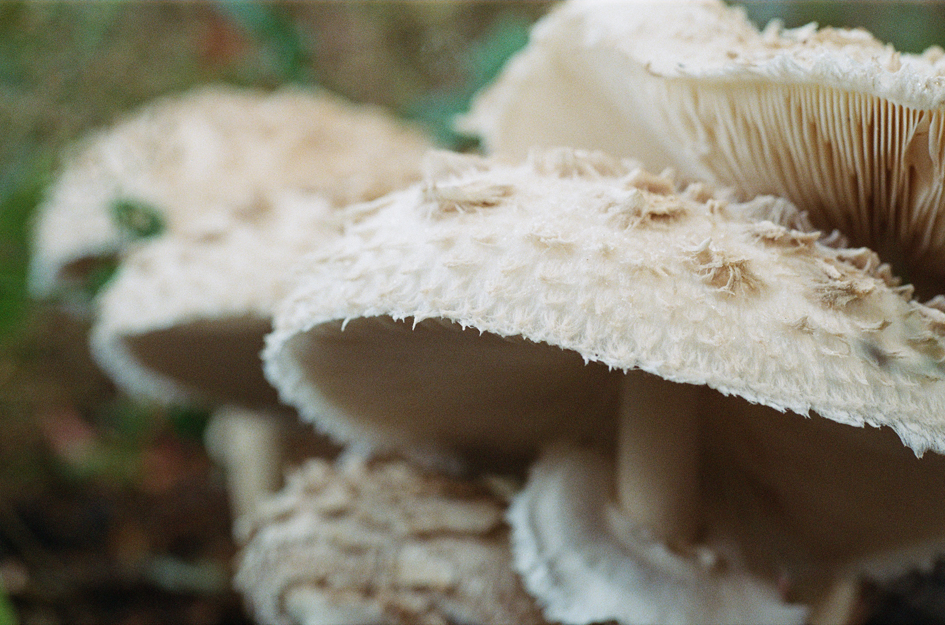 Fall 2023, Micro-Nikkor 50mm f/3.5 w/ Nikon x2 Filter, Kodak Gold 200