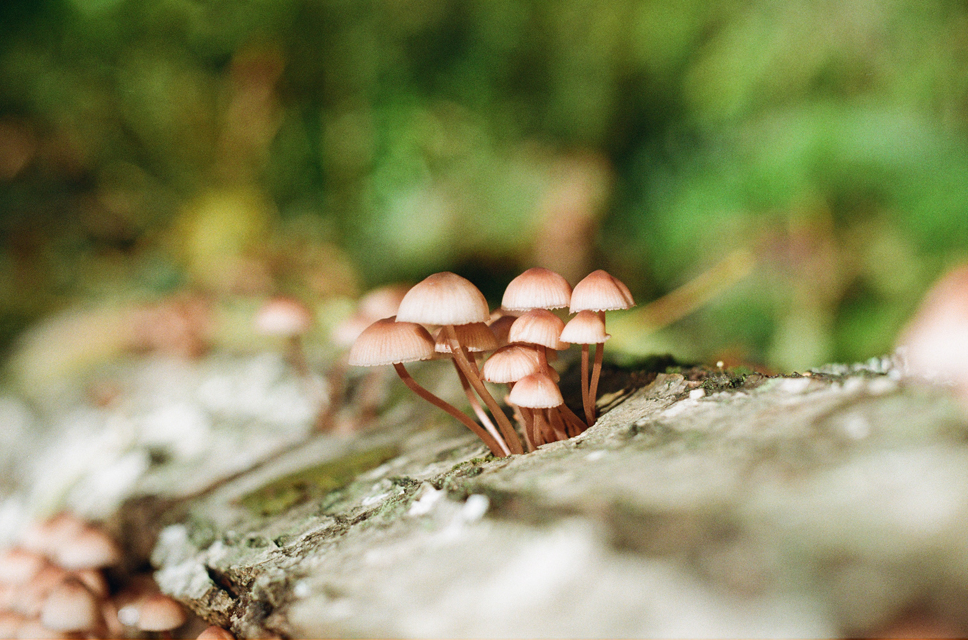 November 2023, Kodak Gold 200