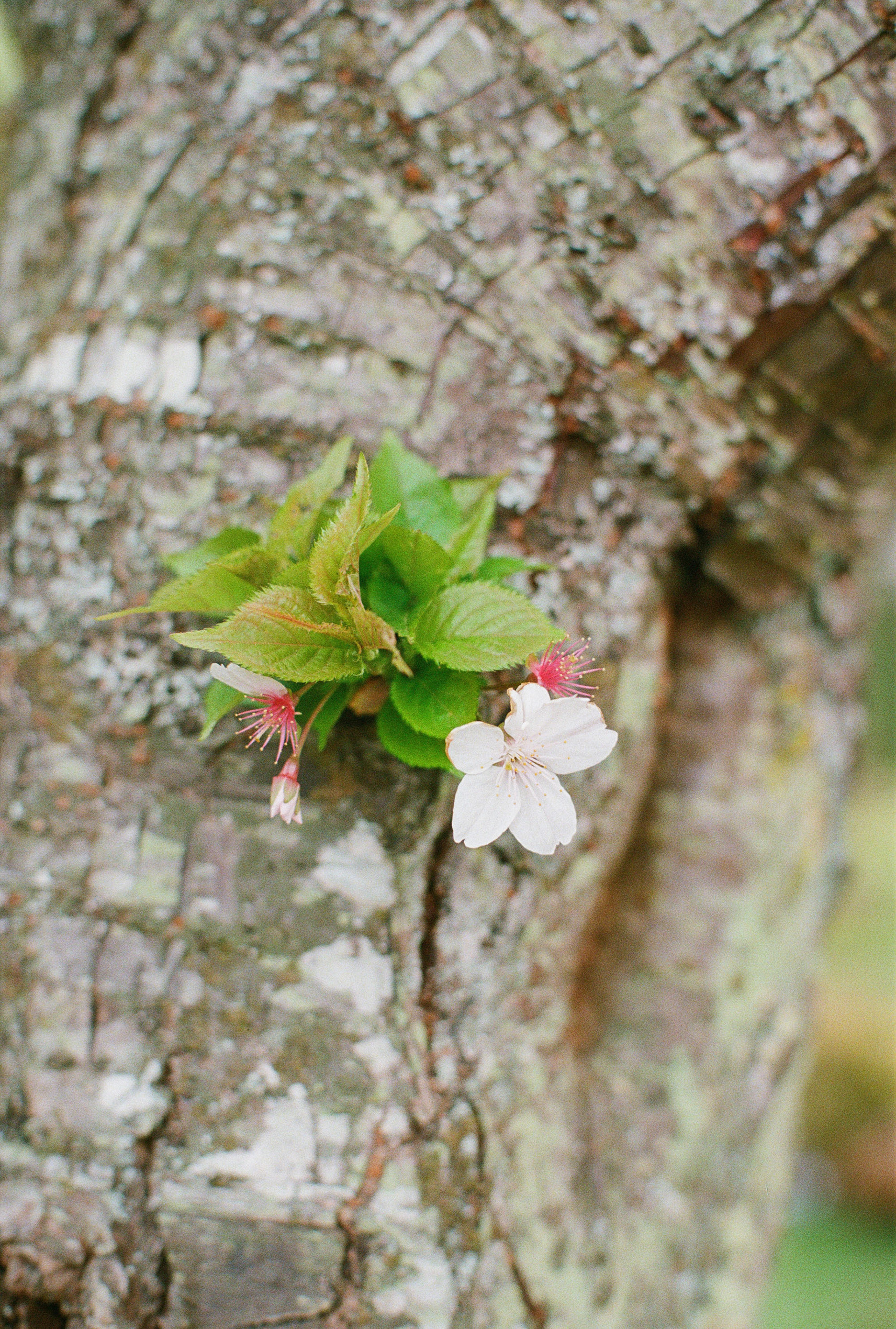 Shot on Kodak Color Plus 200