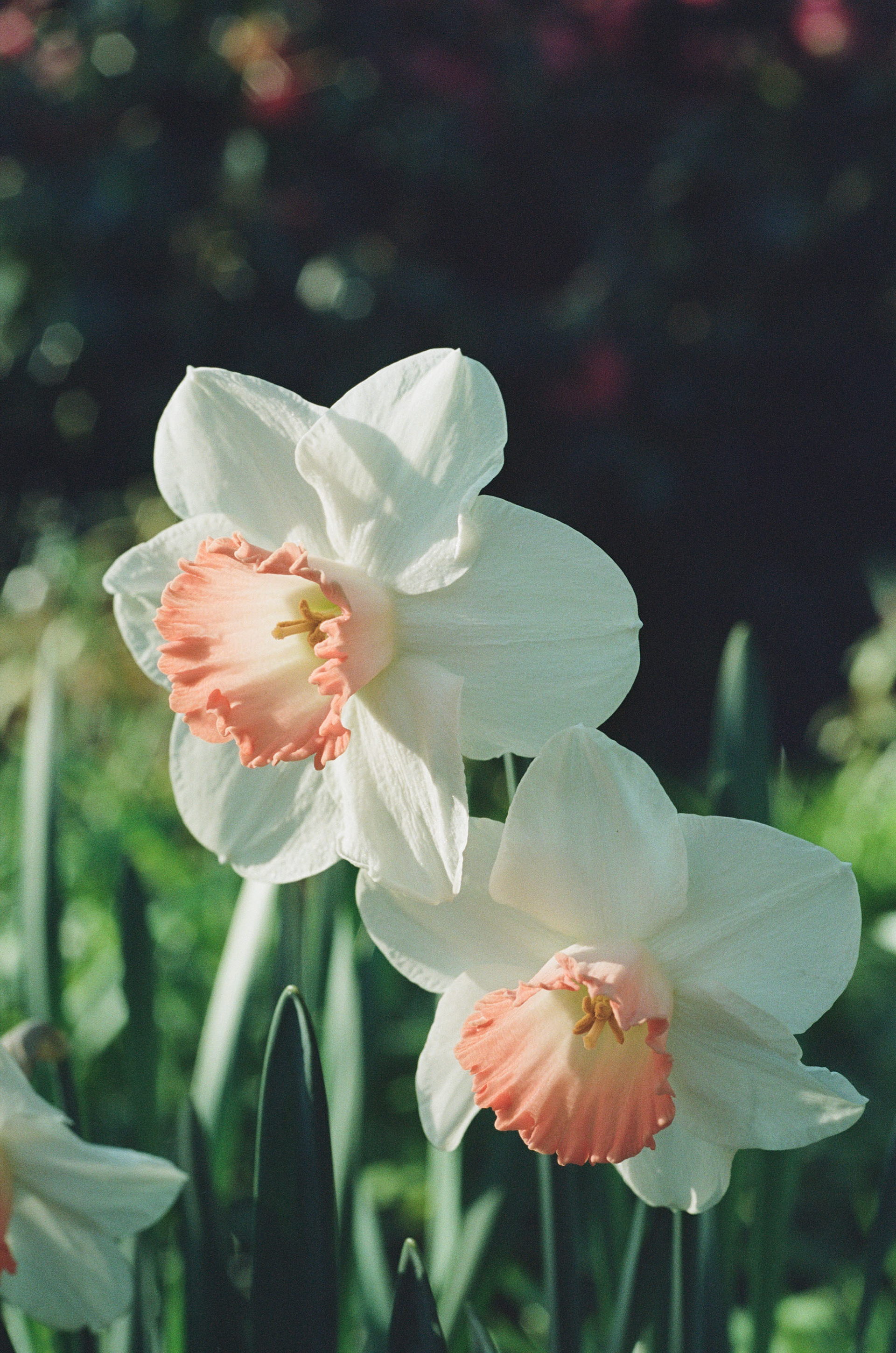 Shot on Kodak Portra 160