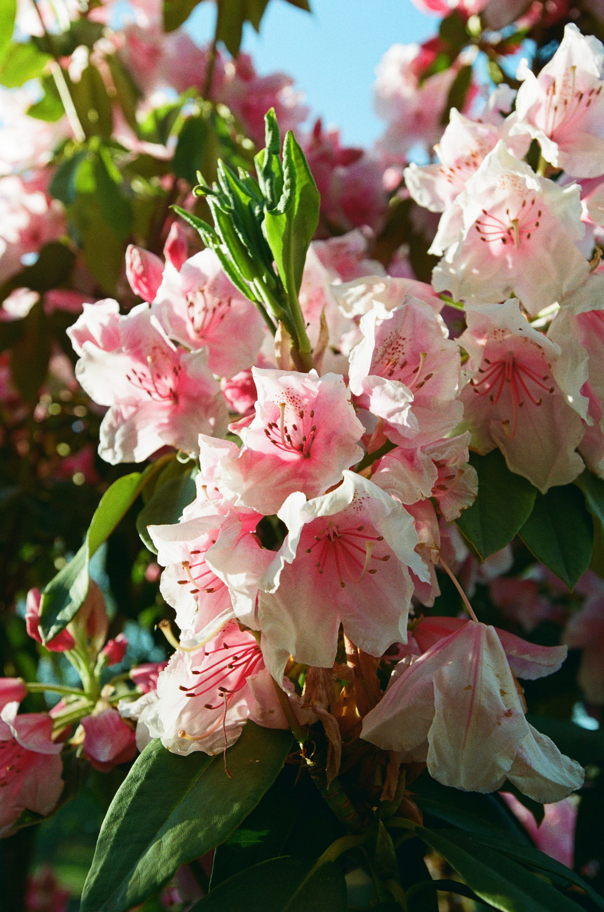 Shot on Kodak Ektar 100