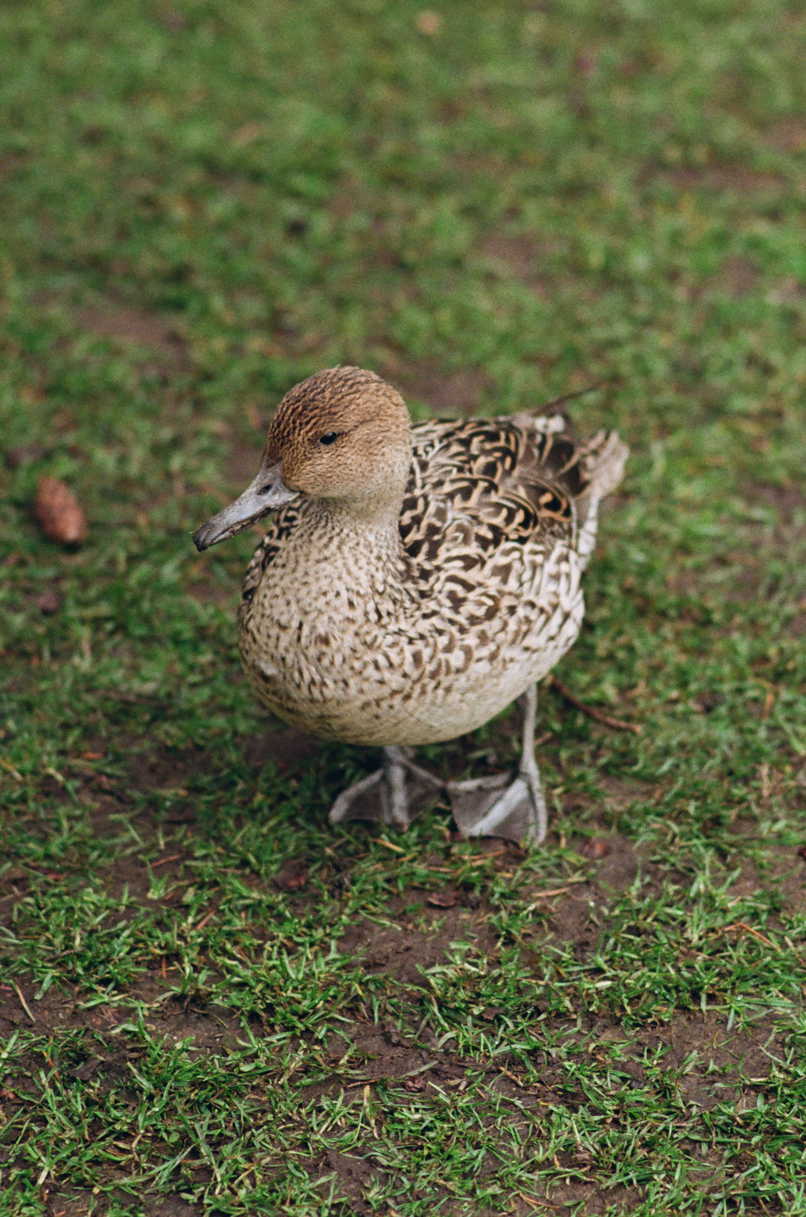 Mrs. Pintail. Nikkor 80-200mm f/2.8 ED, Kodak Portra 400, 2025-03-10