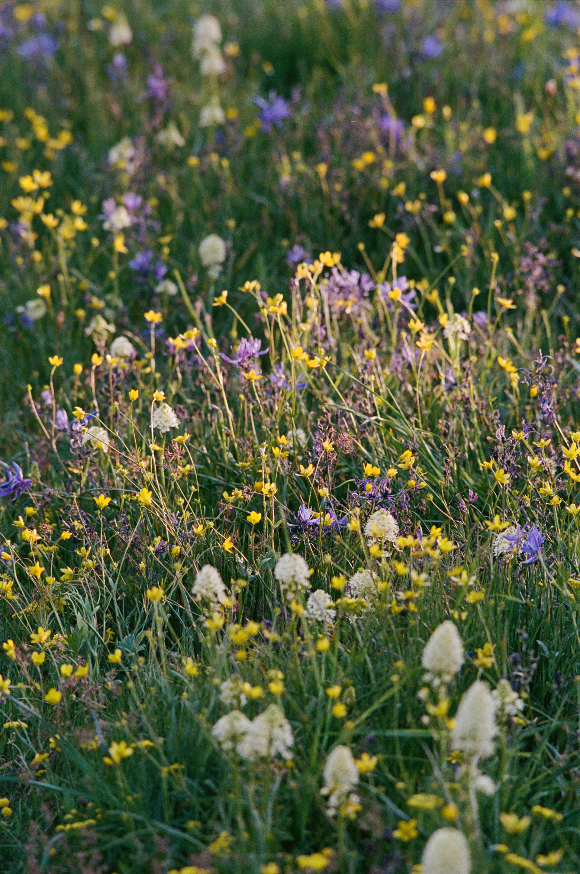 Shot on Kodak Ektar 100