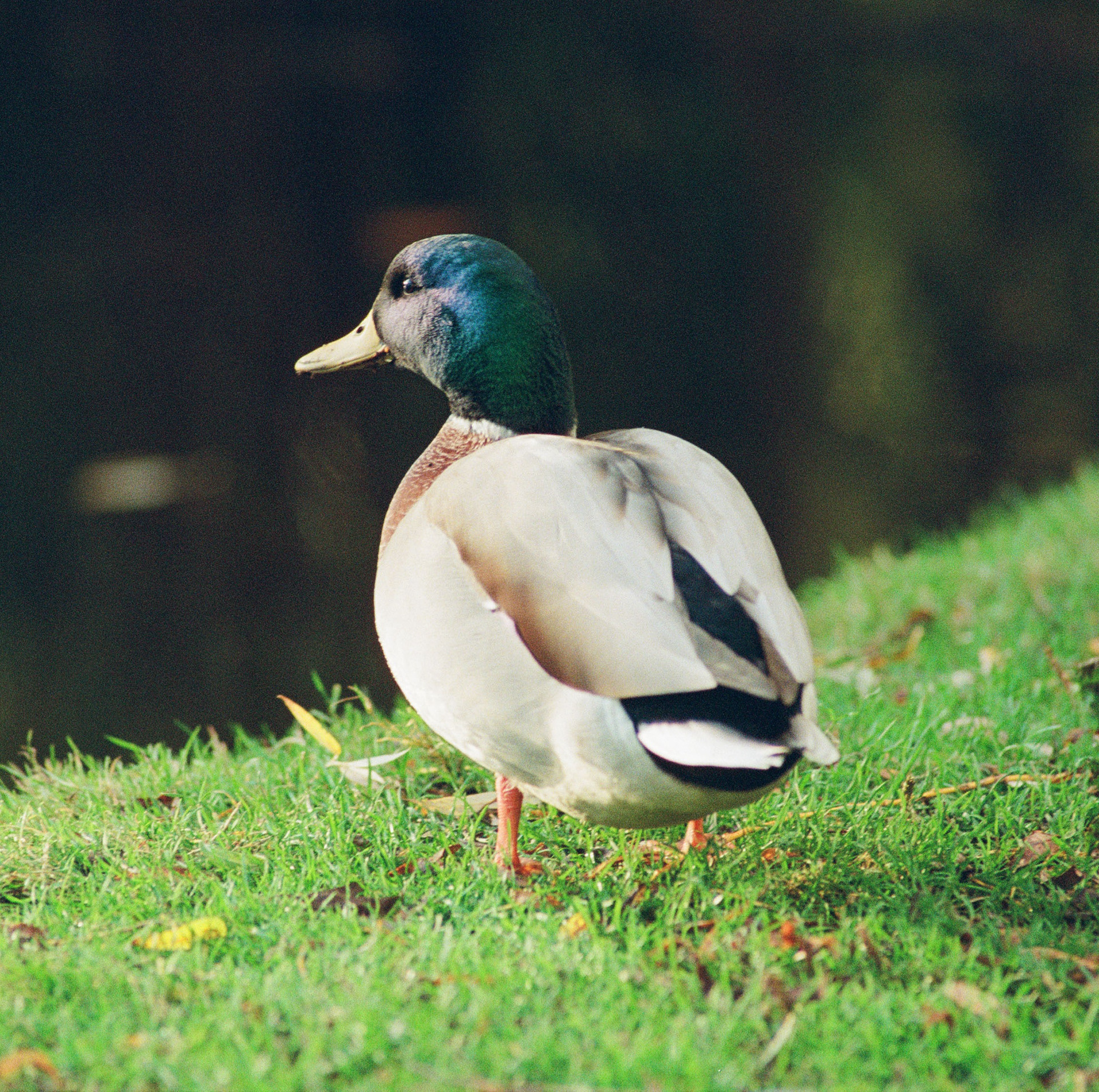 Mallard, Portra 800, October 2024