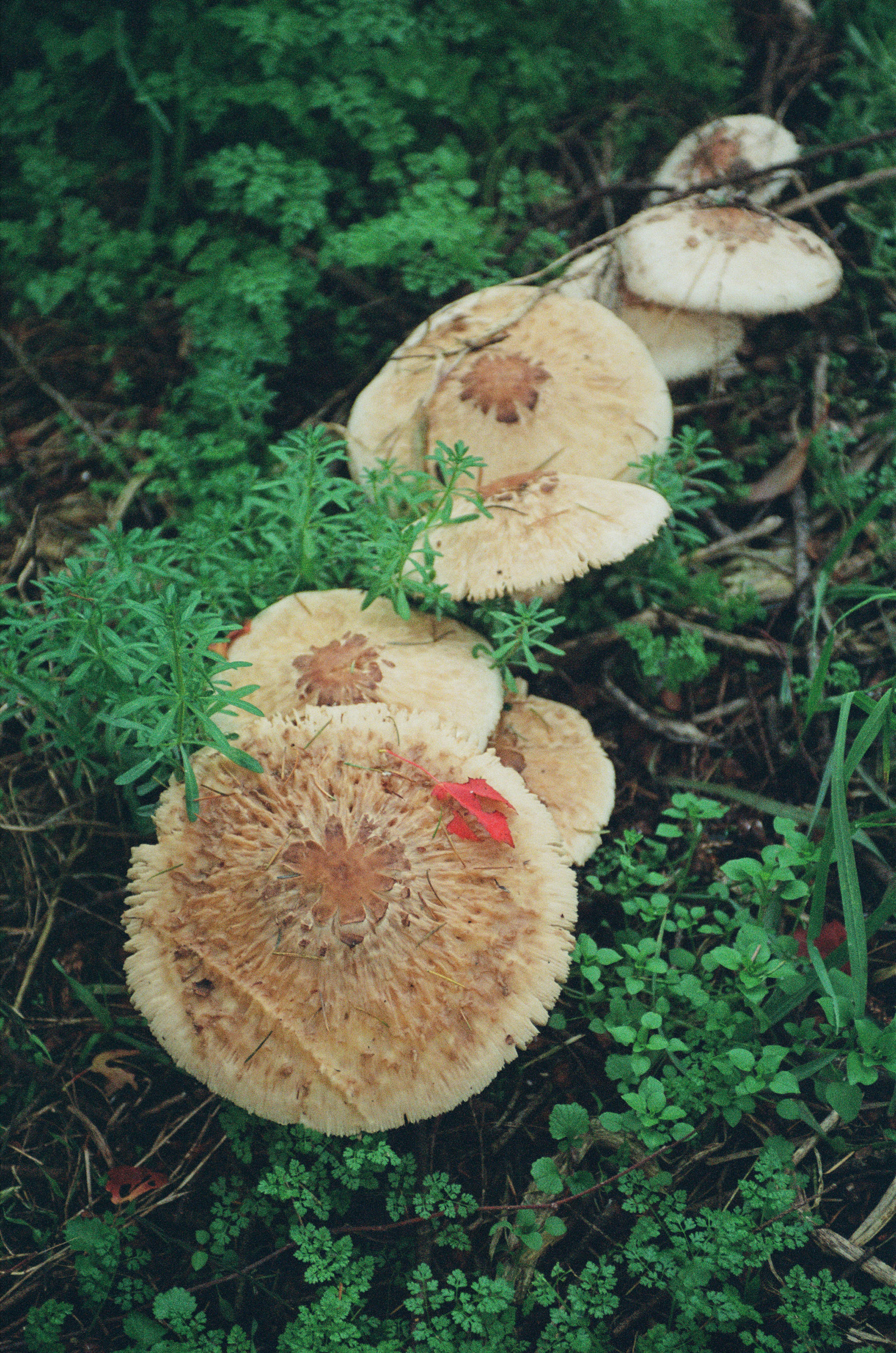 Mushrooms from the Heron's Roost, Portra 800, October 2024