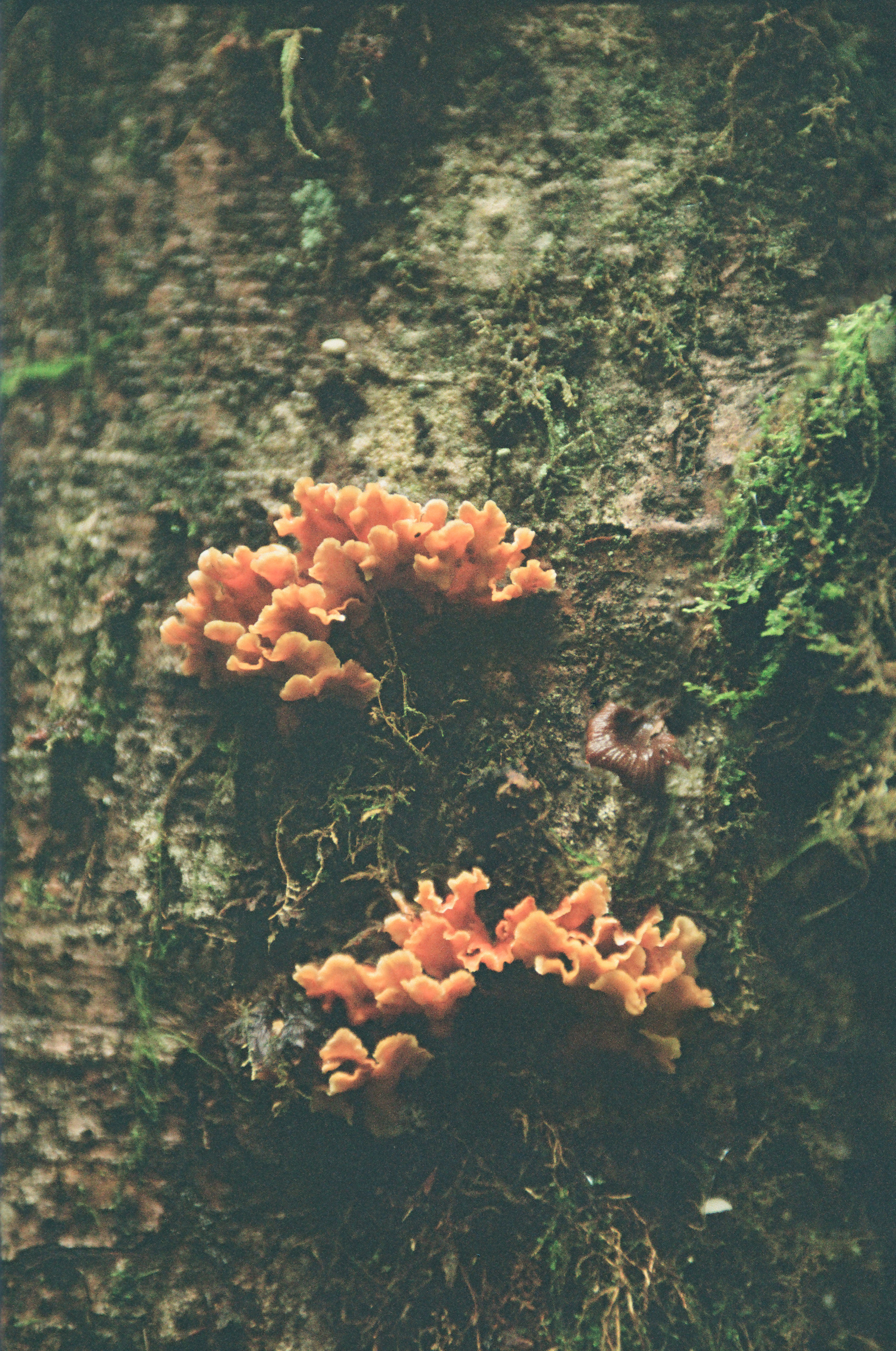 Flicfilm Aurora 800, Two Stereo Pictures Overlayed, January 2025