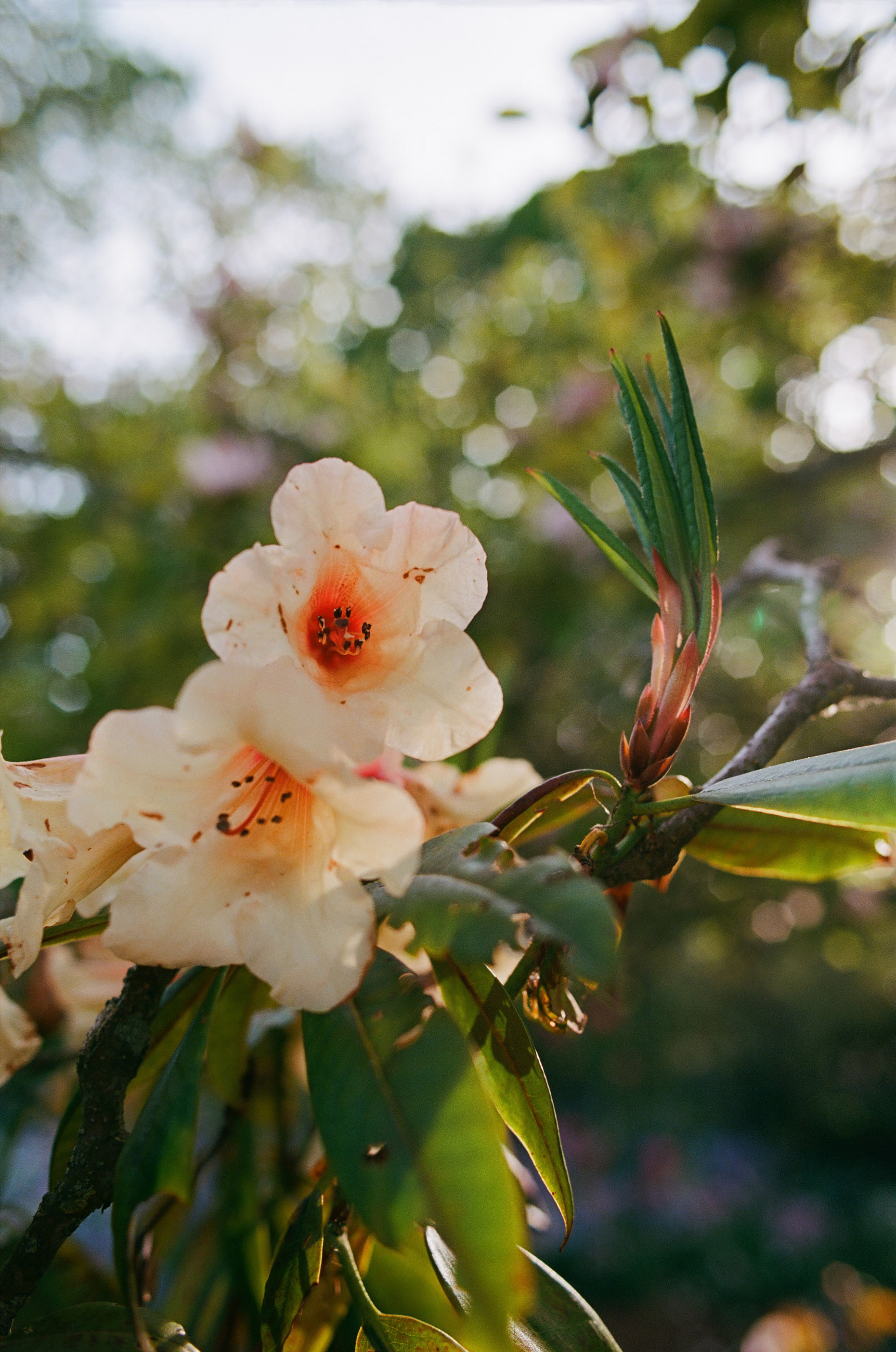 Shot on Kodak Ektar 100
