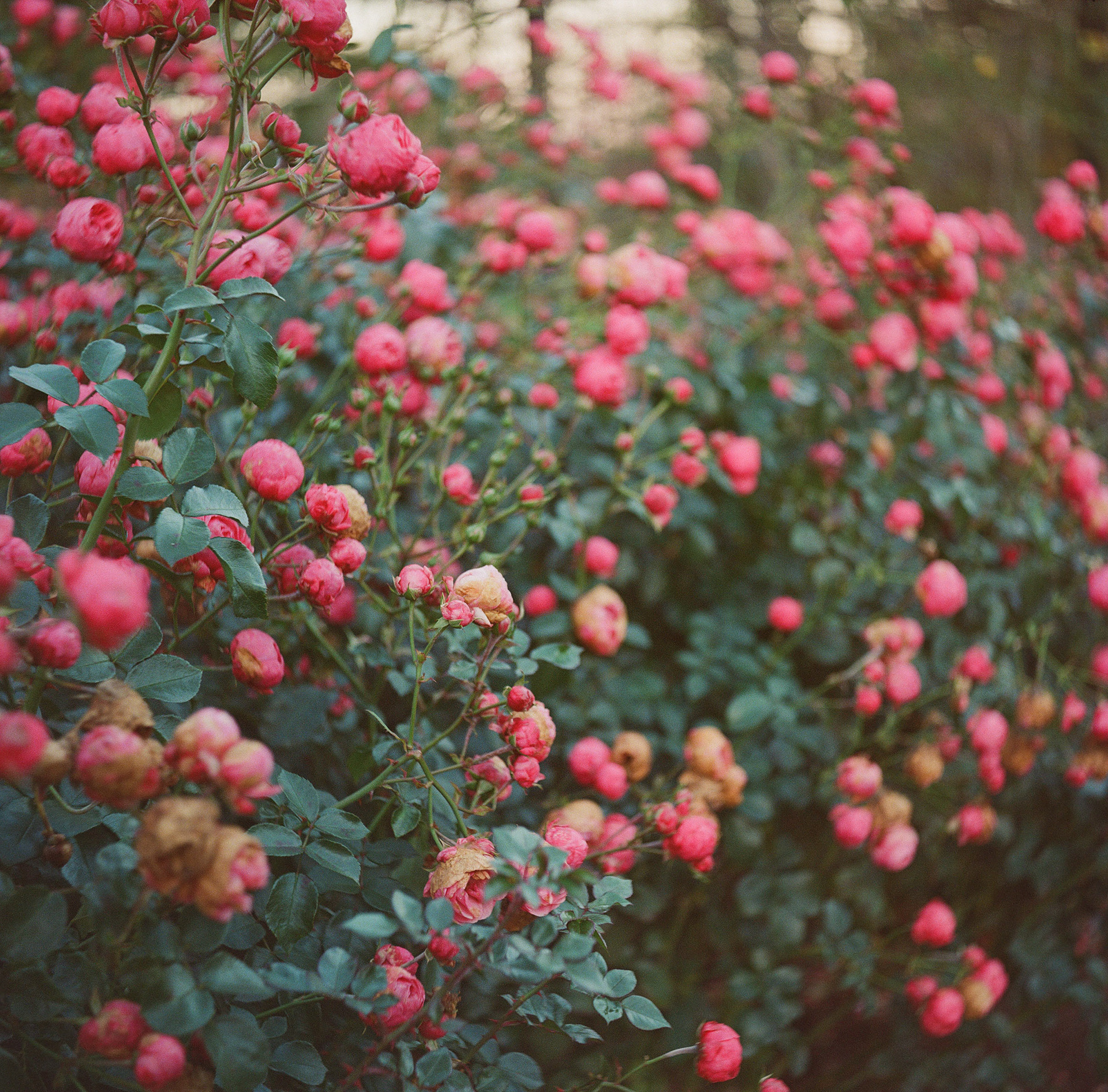 Winter Roses / Shot on Kodak Gold 200 w/ Rolleiflex f/2.8c / Schneider 80mm Xenotar