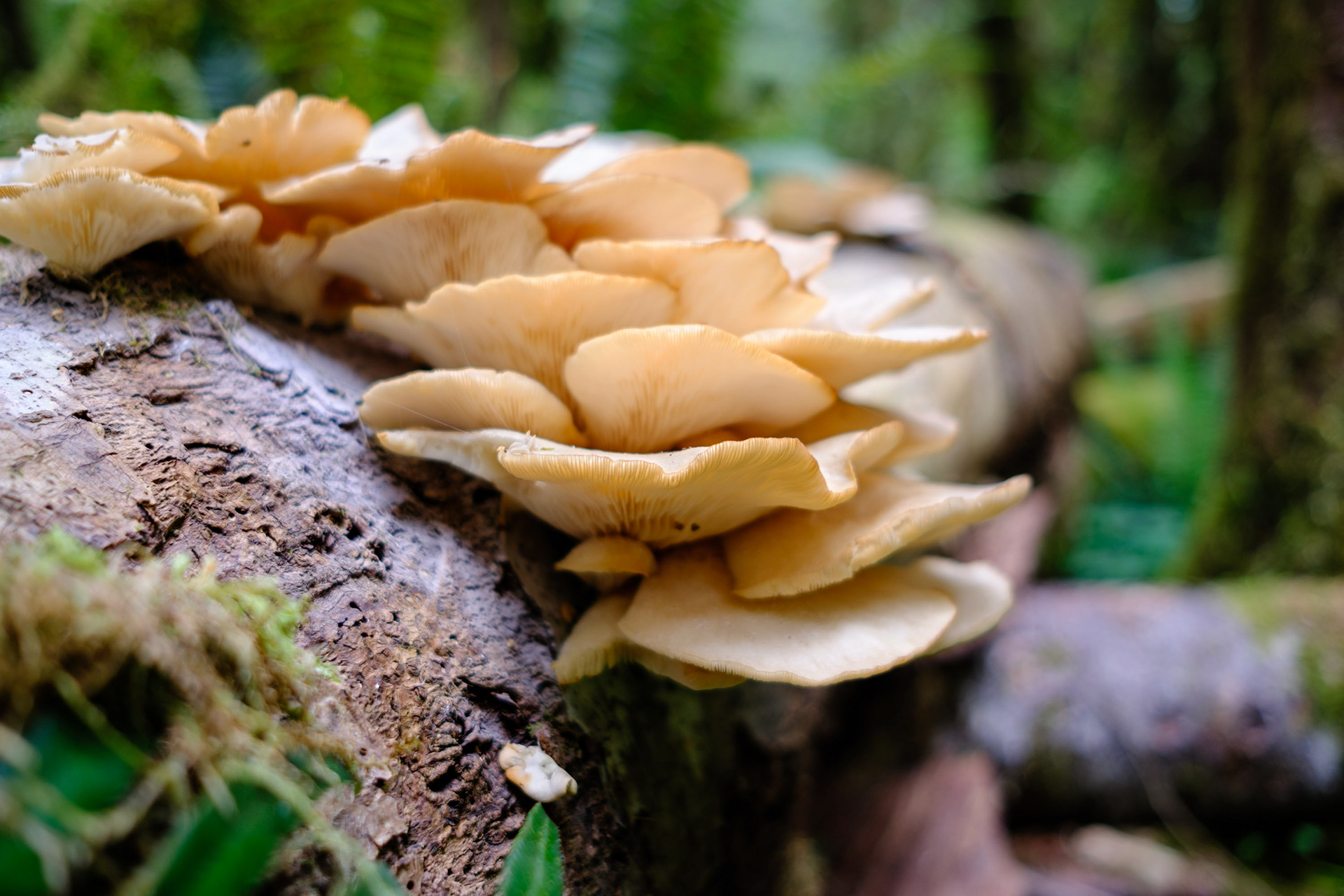 XX - Nitinat Oysters, May 2023, Digital