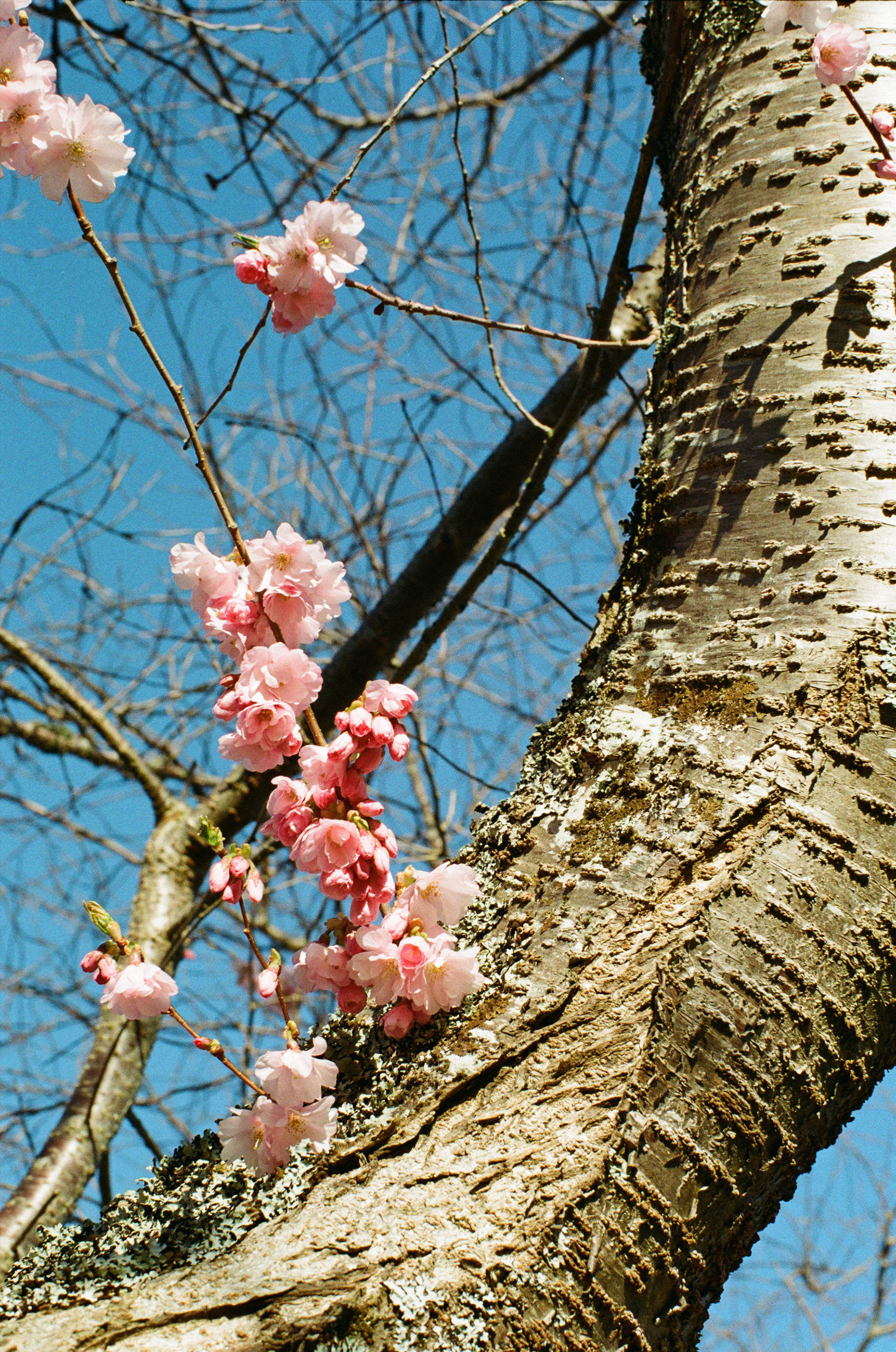 Shot on Kodak Color Plus 200