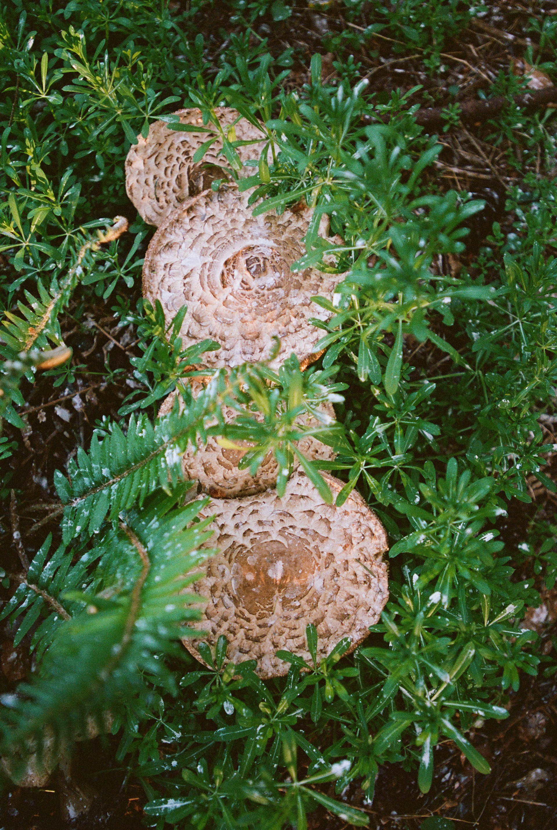 Mushrooms from the Heron's Roost