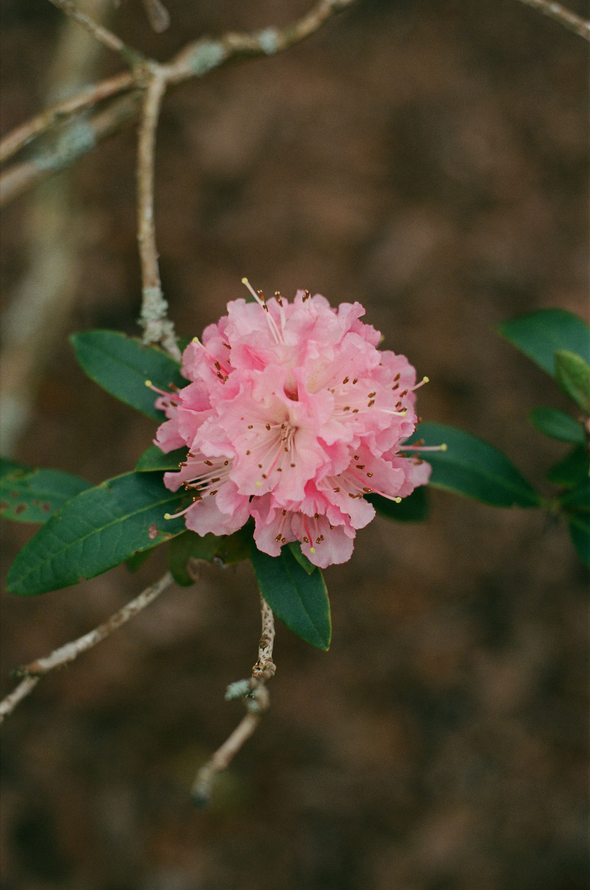 Shot on Olympus OM-2 + 50mm f/3.5 Macro, Kodak Portra 400, 2025-03-22