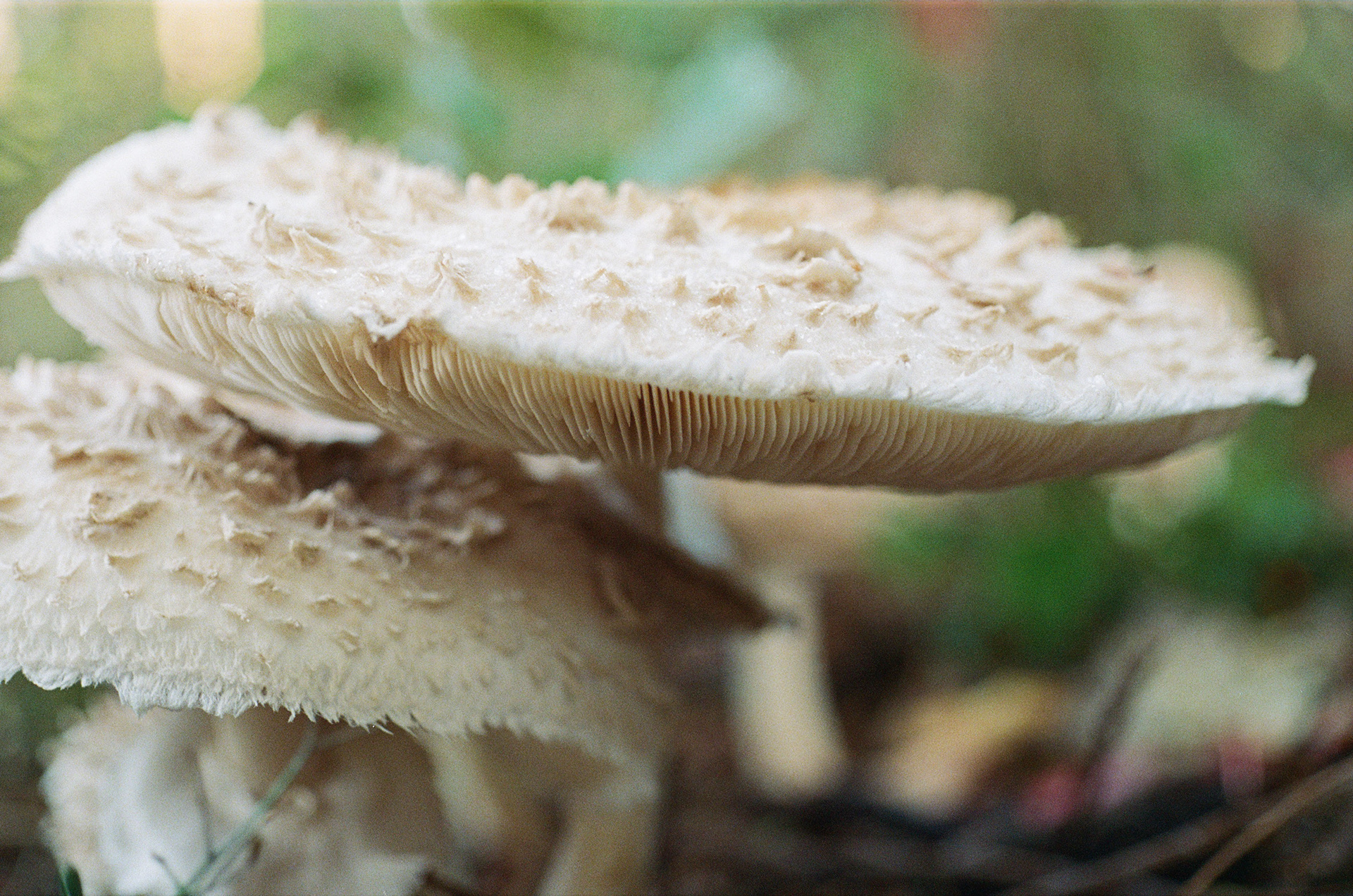 Fall 2023, Micro-Nikkor 50mm f/3.5 w/ Nikon x2 Filter, Kodak Gold 200