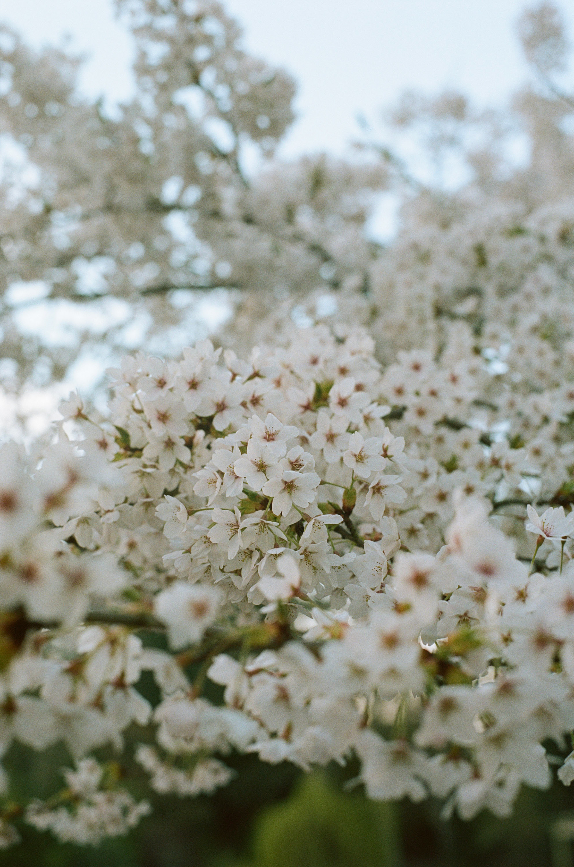 Shot on Kodak Color Plus 200