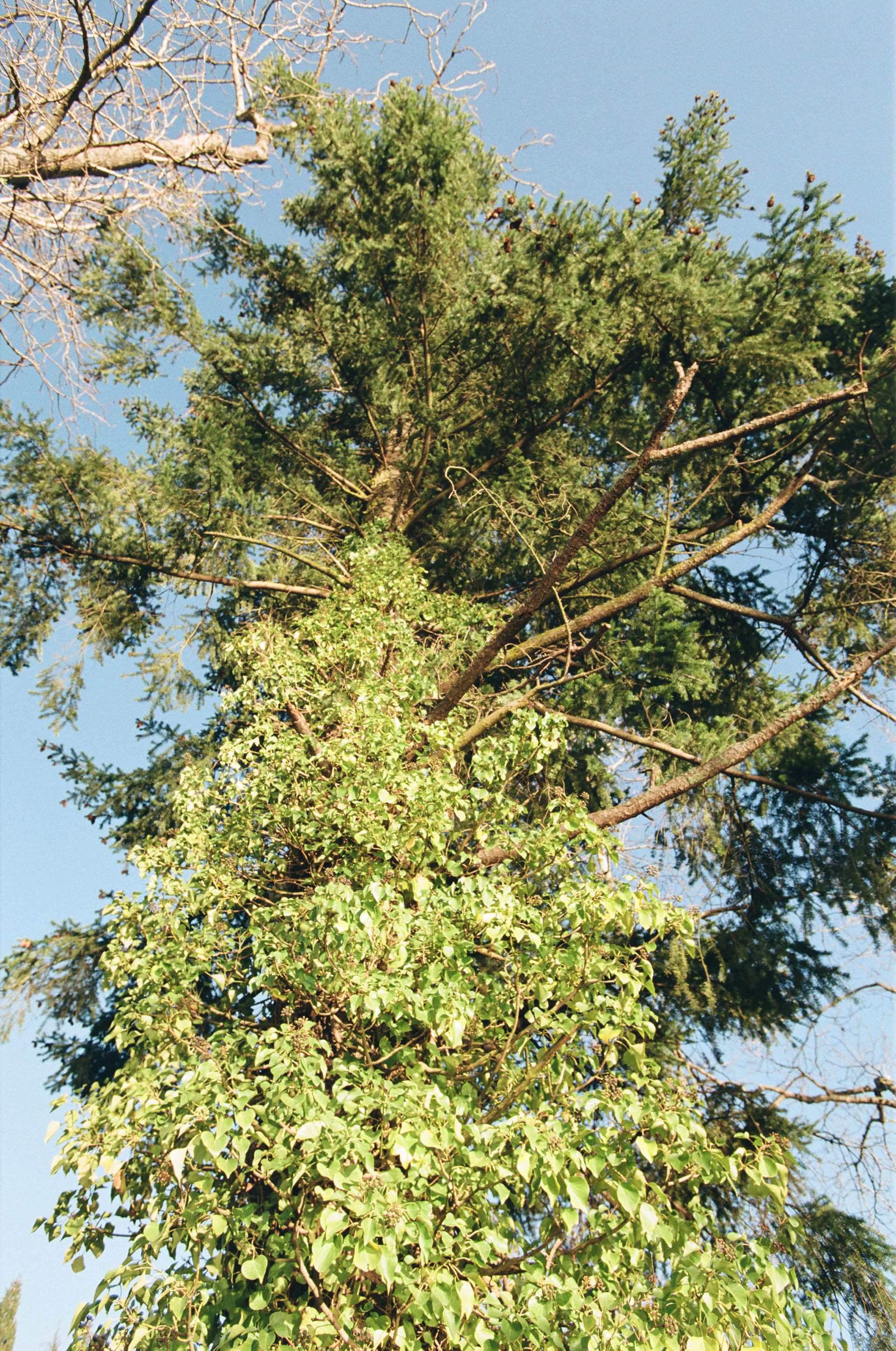 Nikkor 17-35mm f/2.8 ED, Kodak Portra 400, 2025-03-10