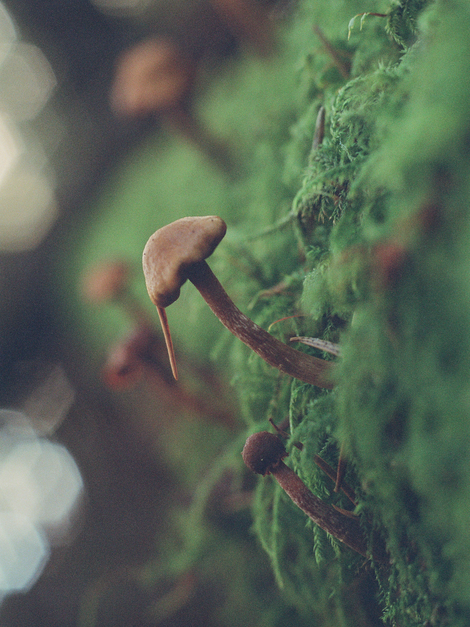 Kodak Portra 800, December 2024