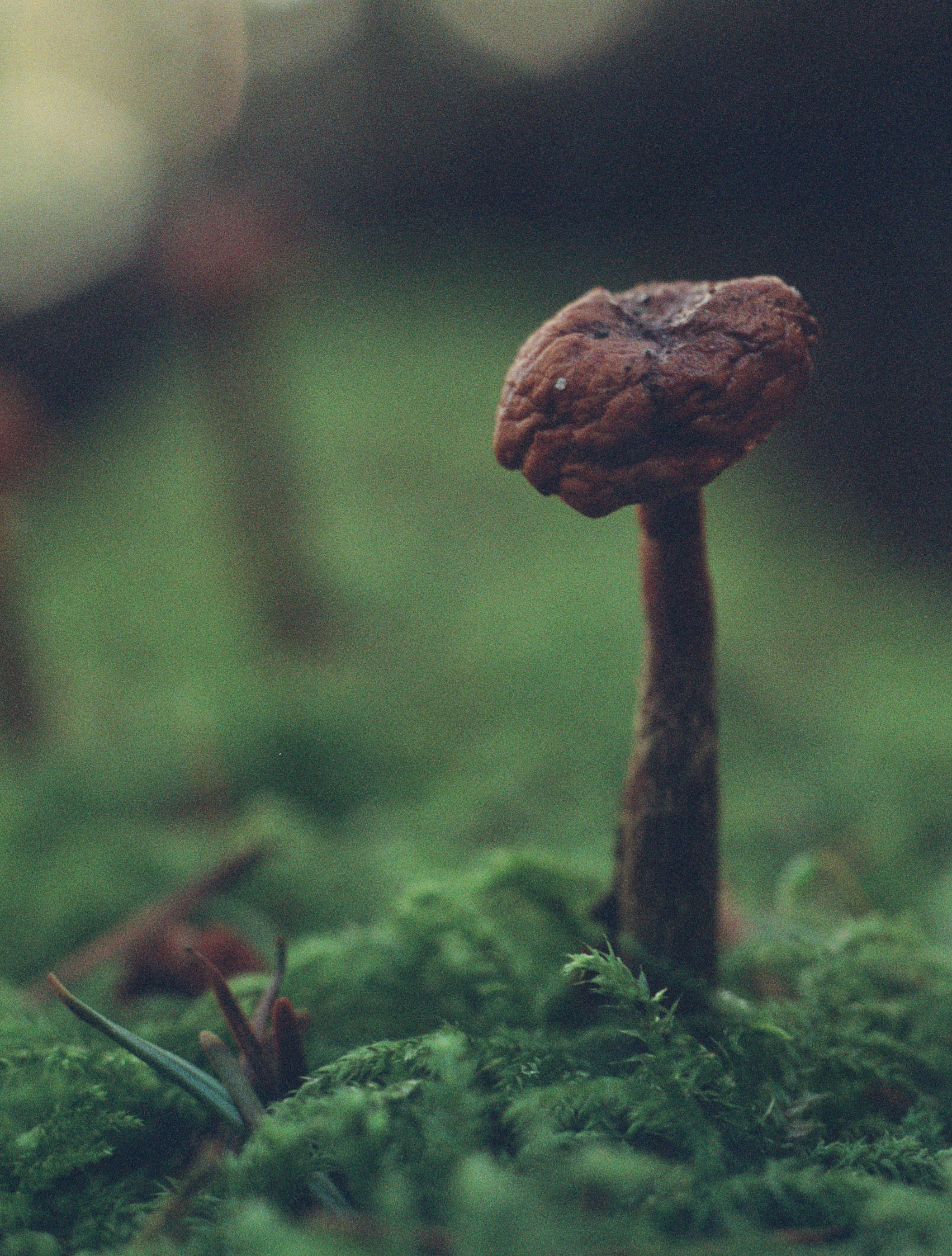 Kodak Portra 800, December 2024