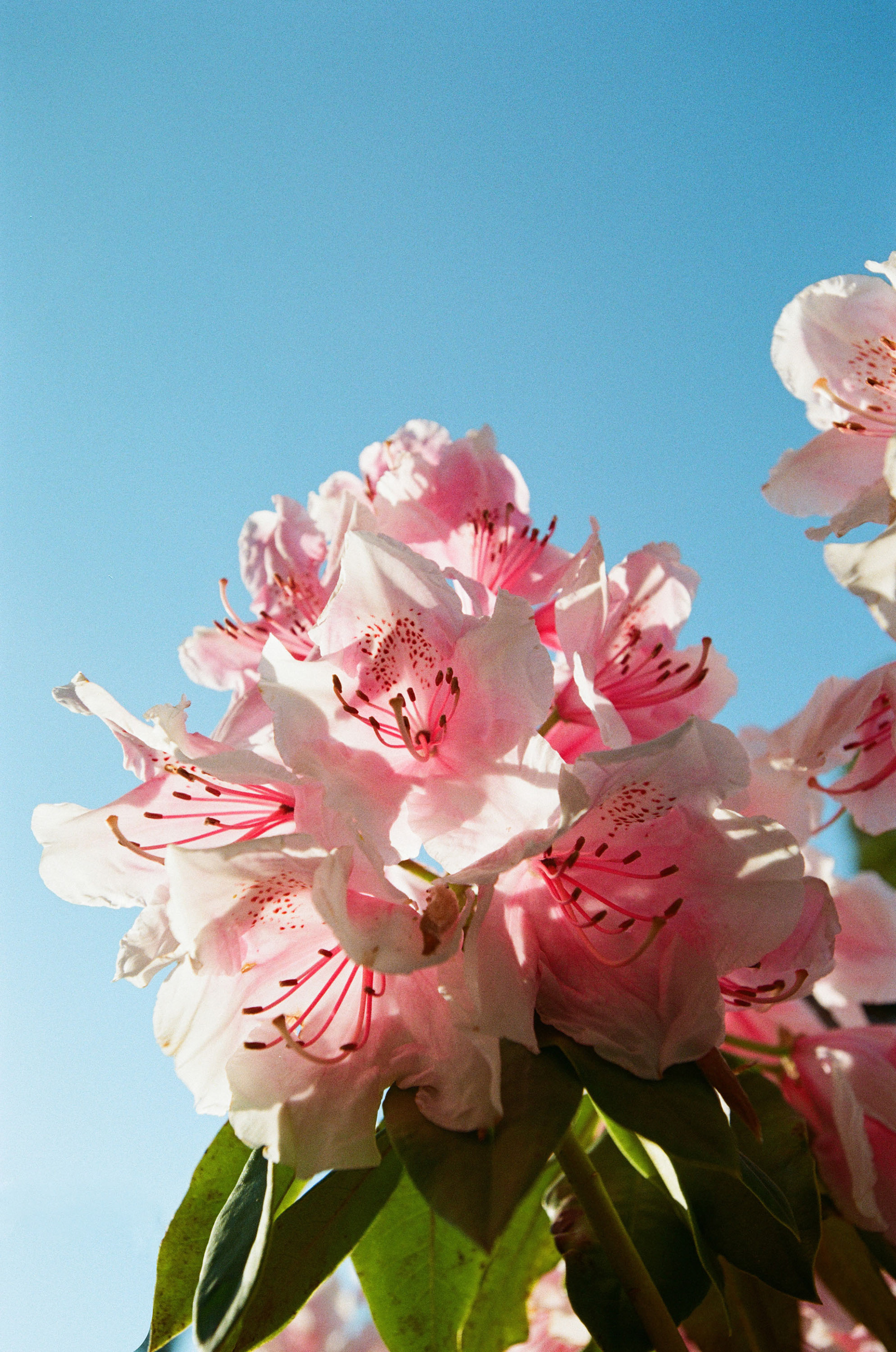 Shot on Kodak Ektar 100