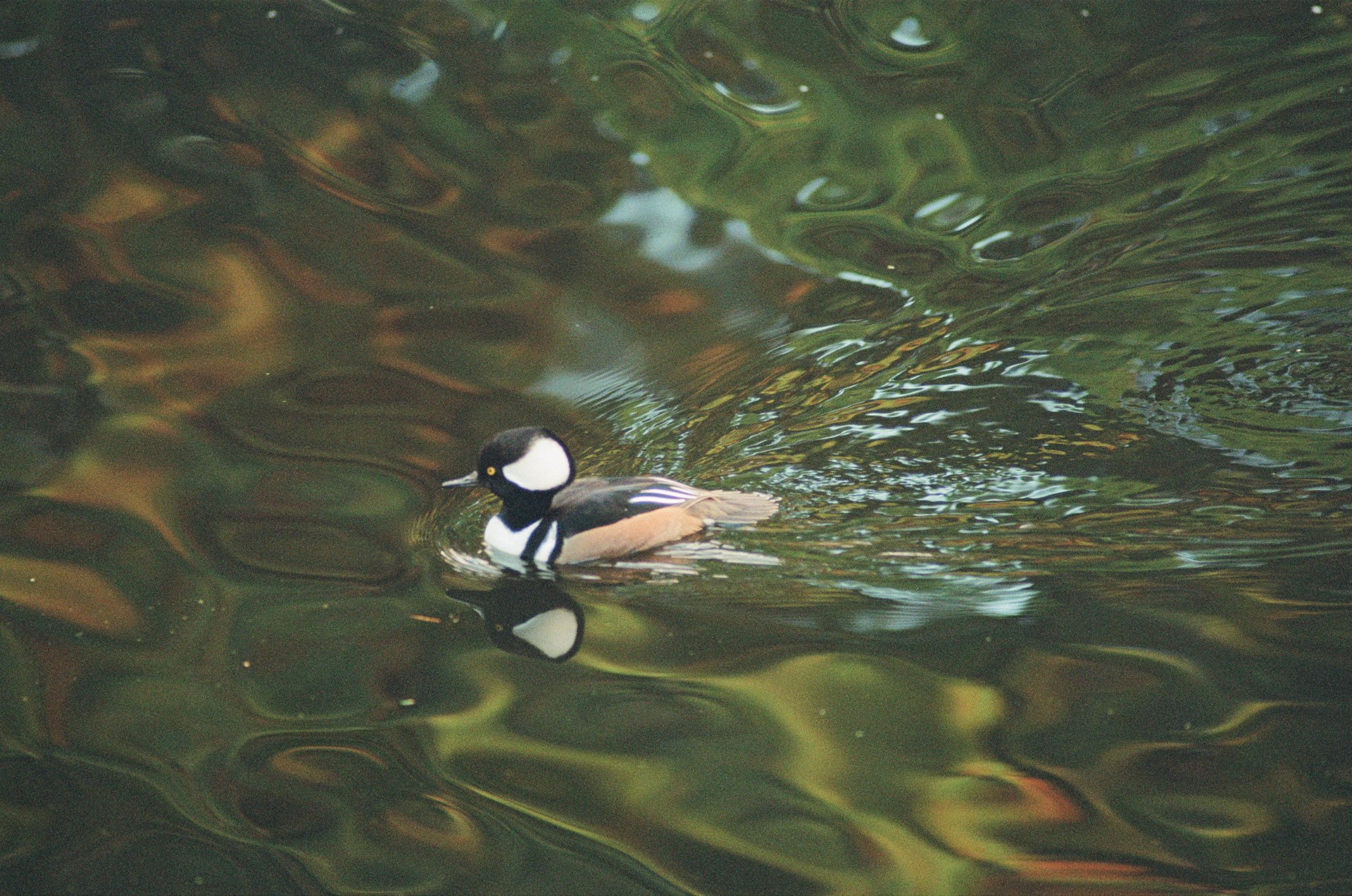 Merganser (Not Bufflehead sadly), Portra 800, October 2024