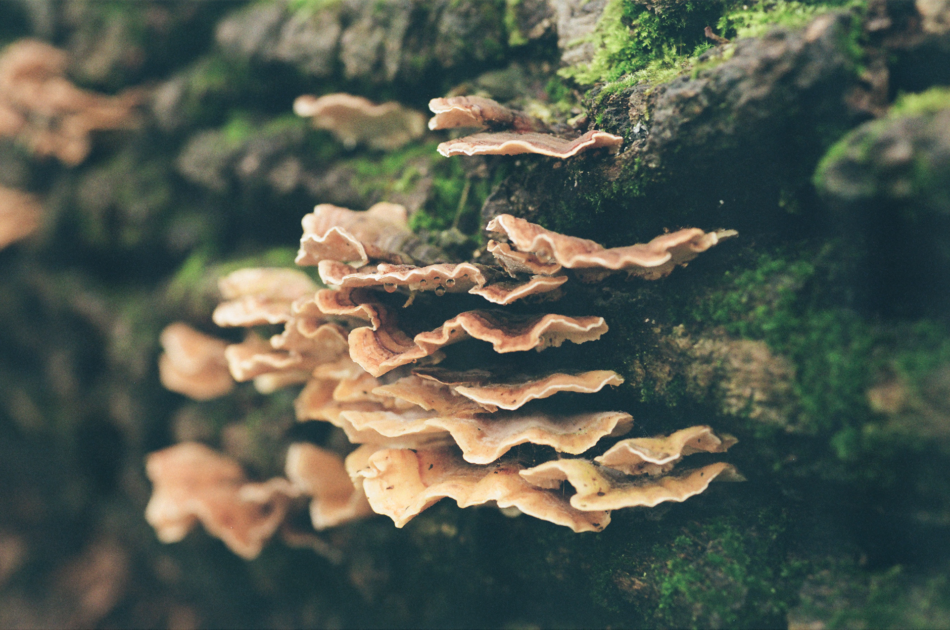 Micro-Nikkor 55mm f/2.8, Kodak Gold 200, February 2025