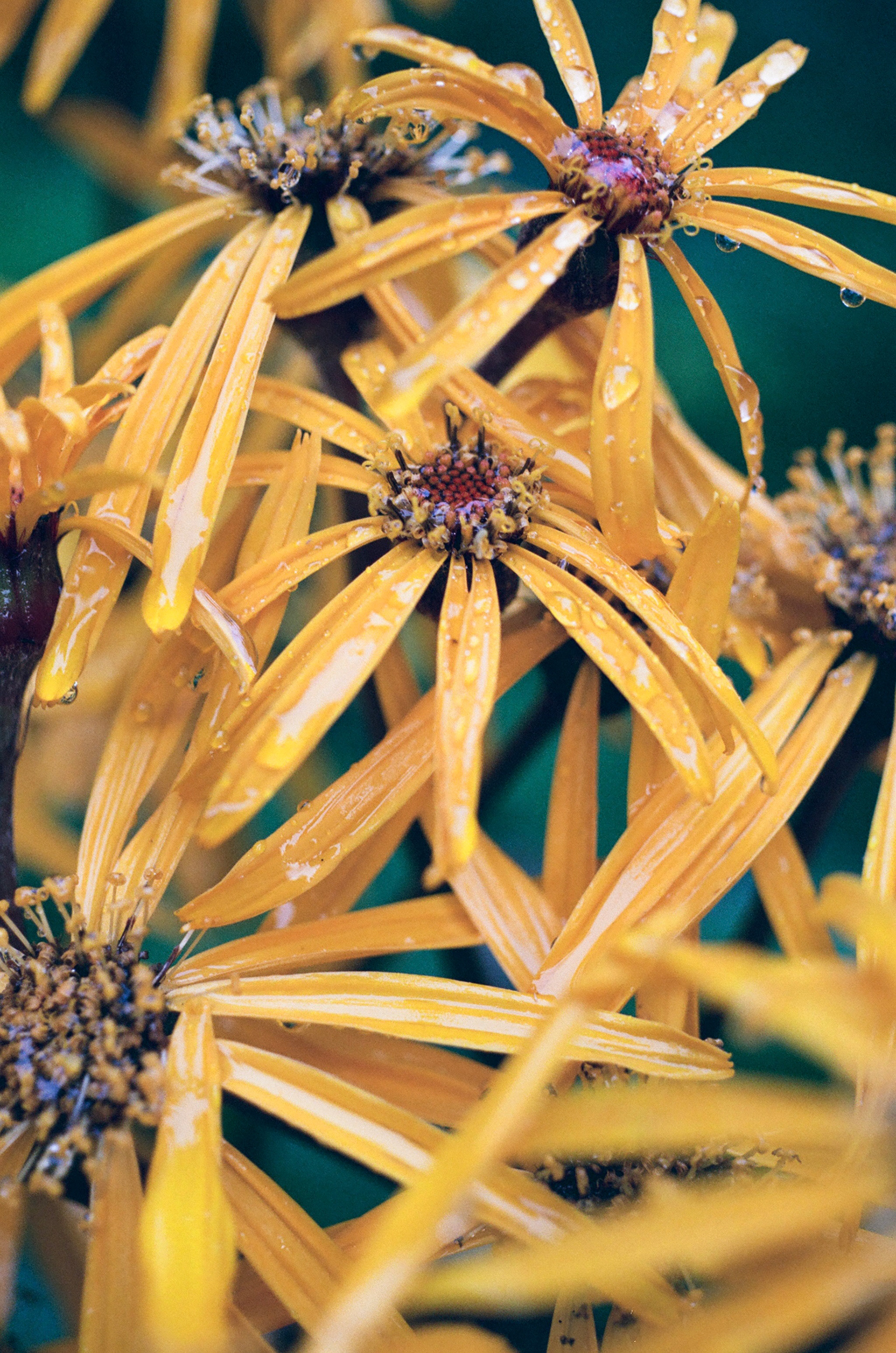 September 2023, Real Fujifilm Superia, Zuiko Glass