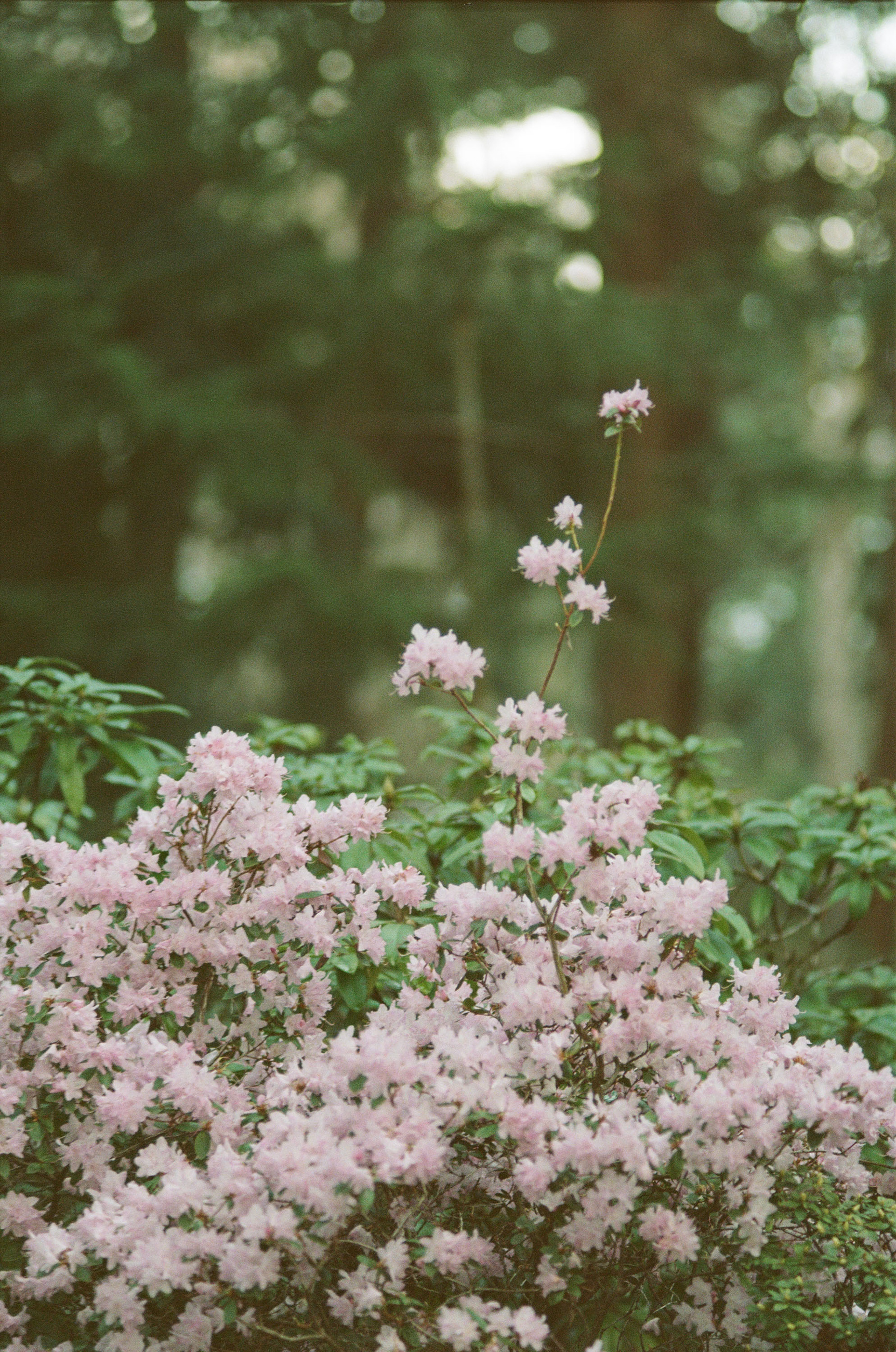 Shot on Kodak/Fuji 400